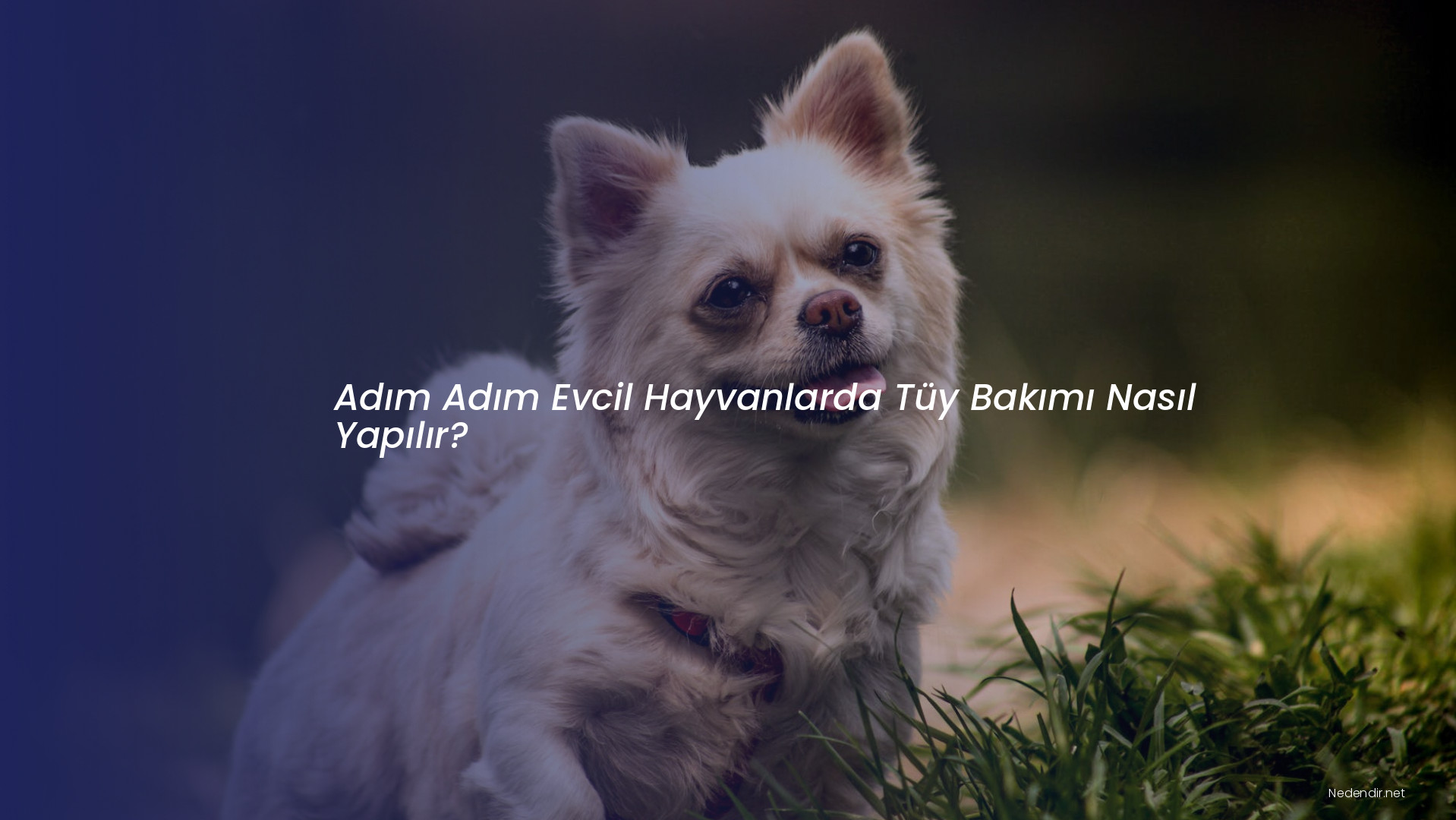 Adım Adım Evcil Hayvanlarda Tüy Bakımı Nasıl Yapılır?