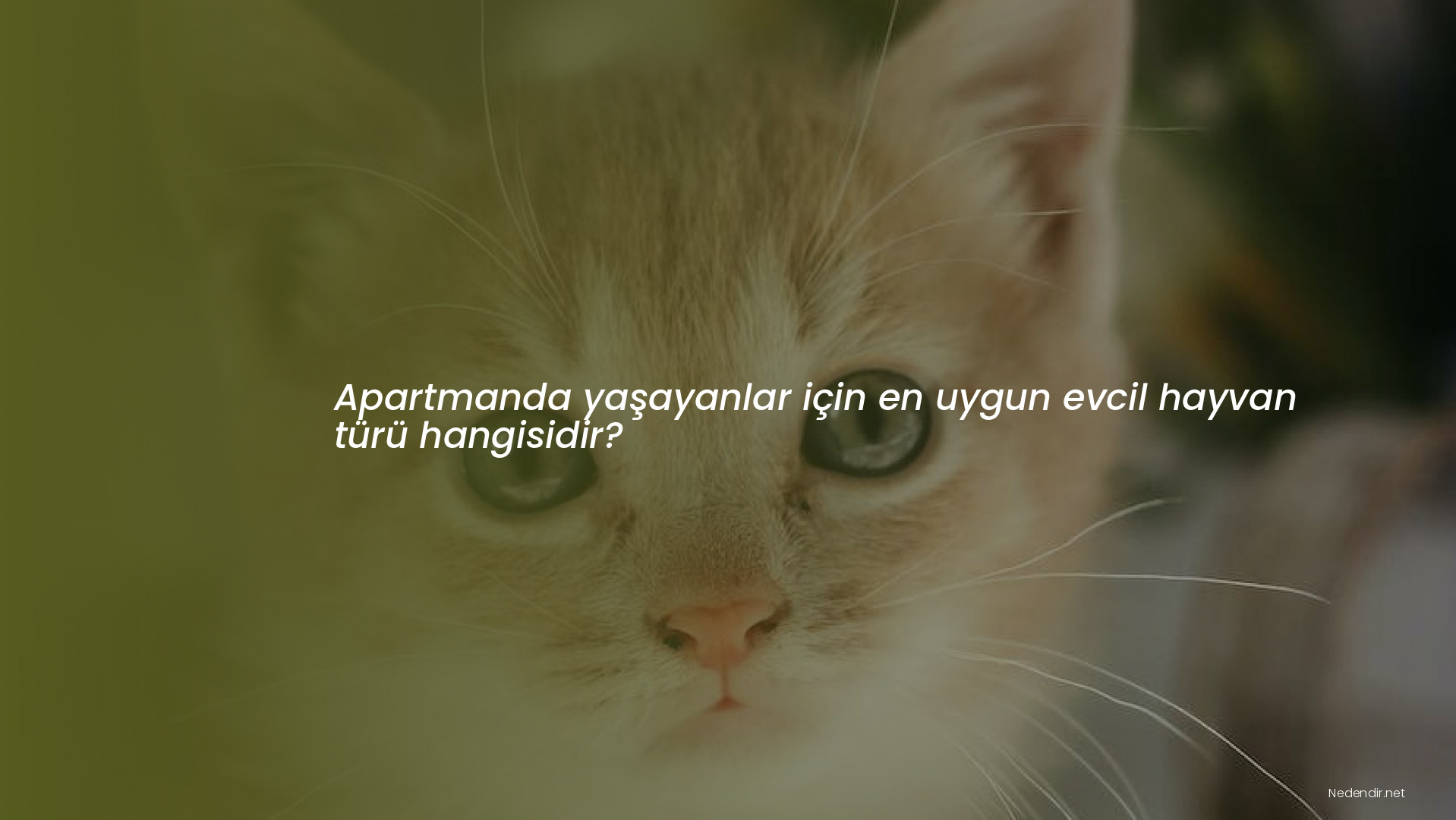 Apartmanda yaşayanlar için en uygun evcil hayvan türü hangisidir?