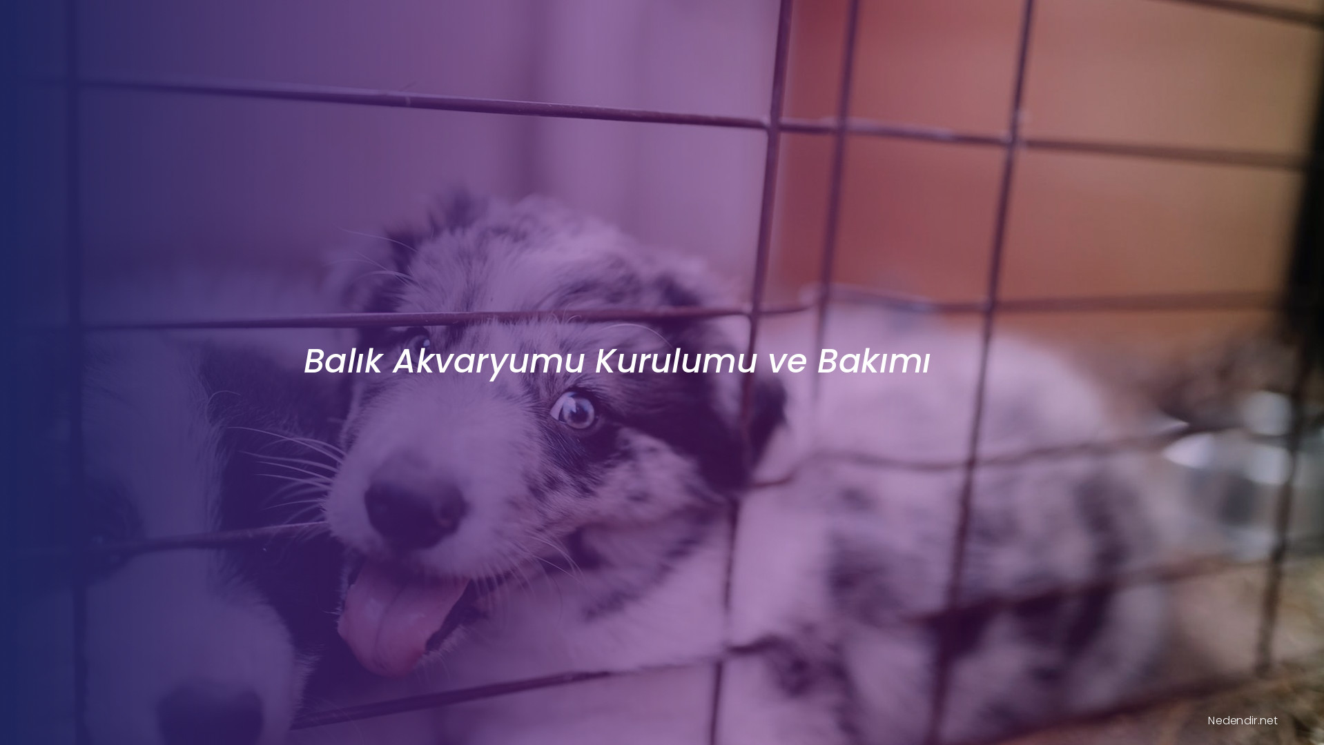 Balık Akvaryumu Kurulumu ve Bakımı