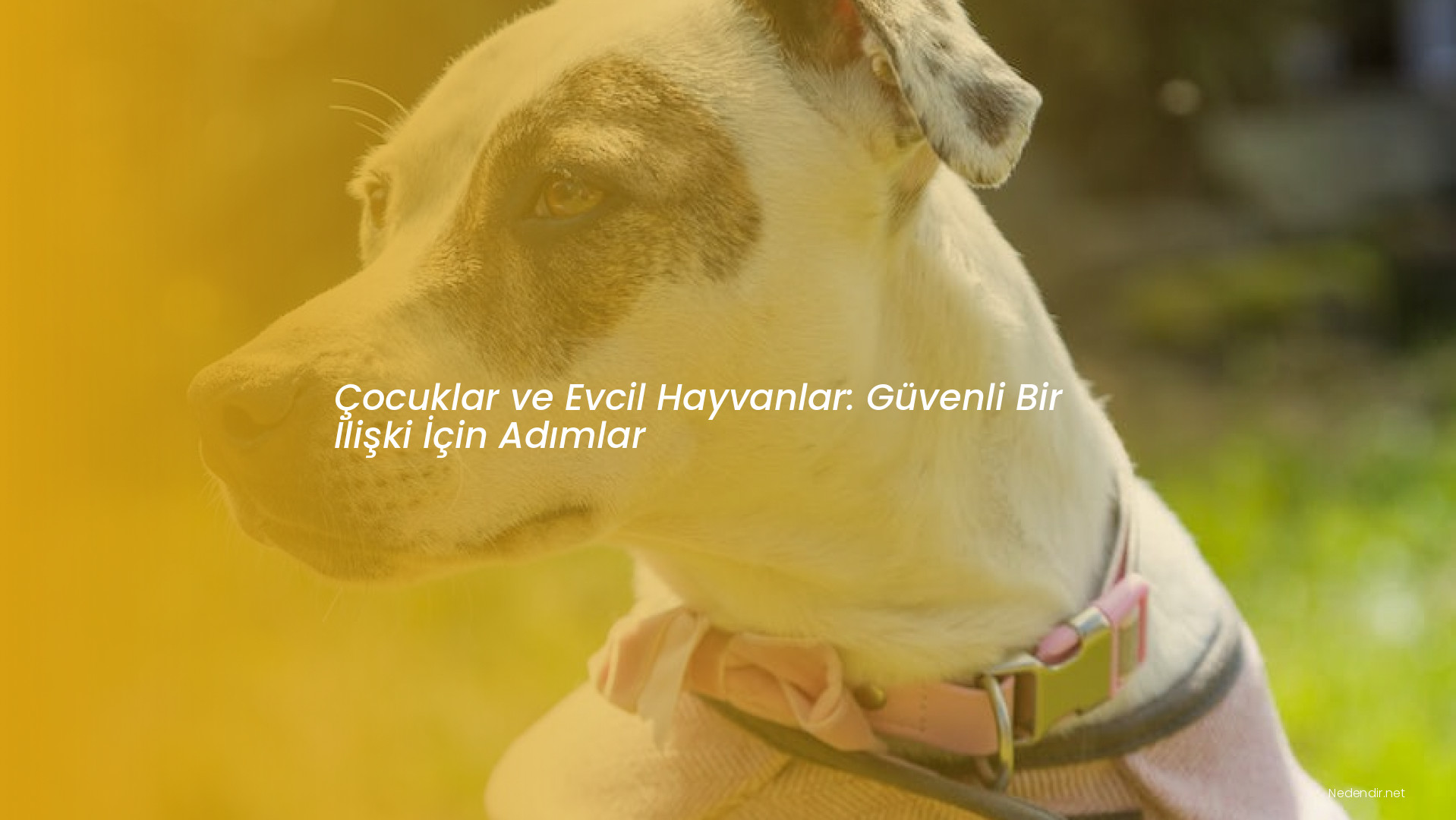 Çocuklar ve Evcil Hayvanlar: Güvenli Bir İlişki İçin Adımlar