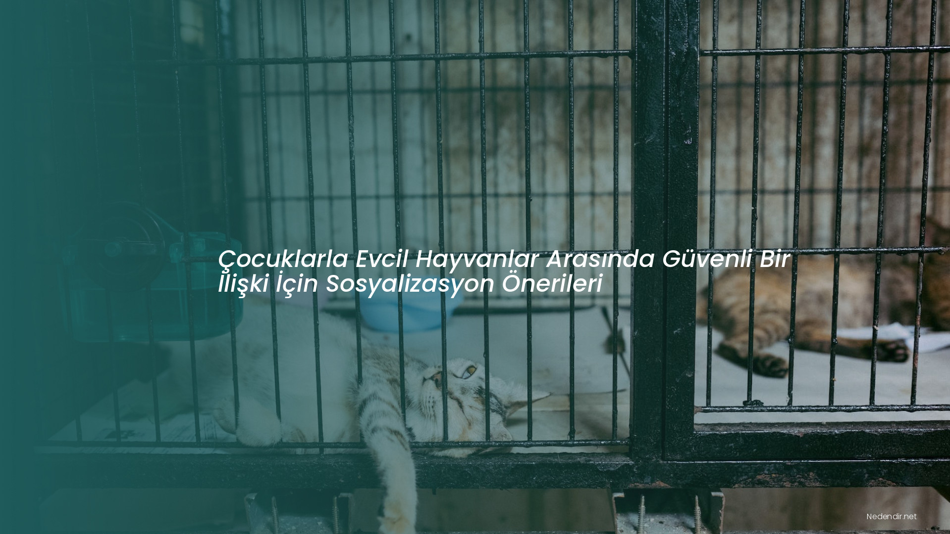 Çocuklarla Evcil Hayvanlar Arasında Güvenli Bir İlişki İçin Sosyalizasyon Önerileri