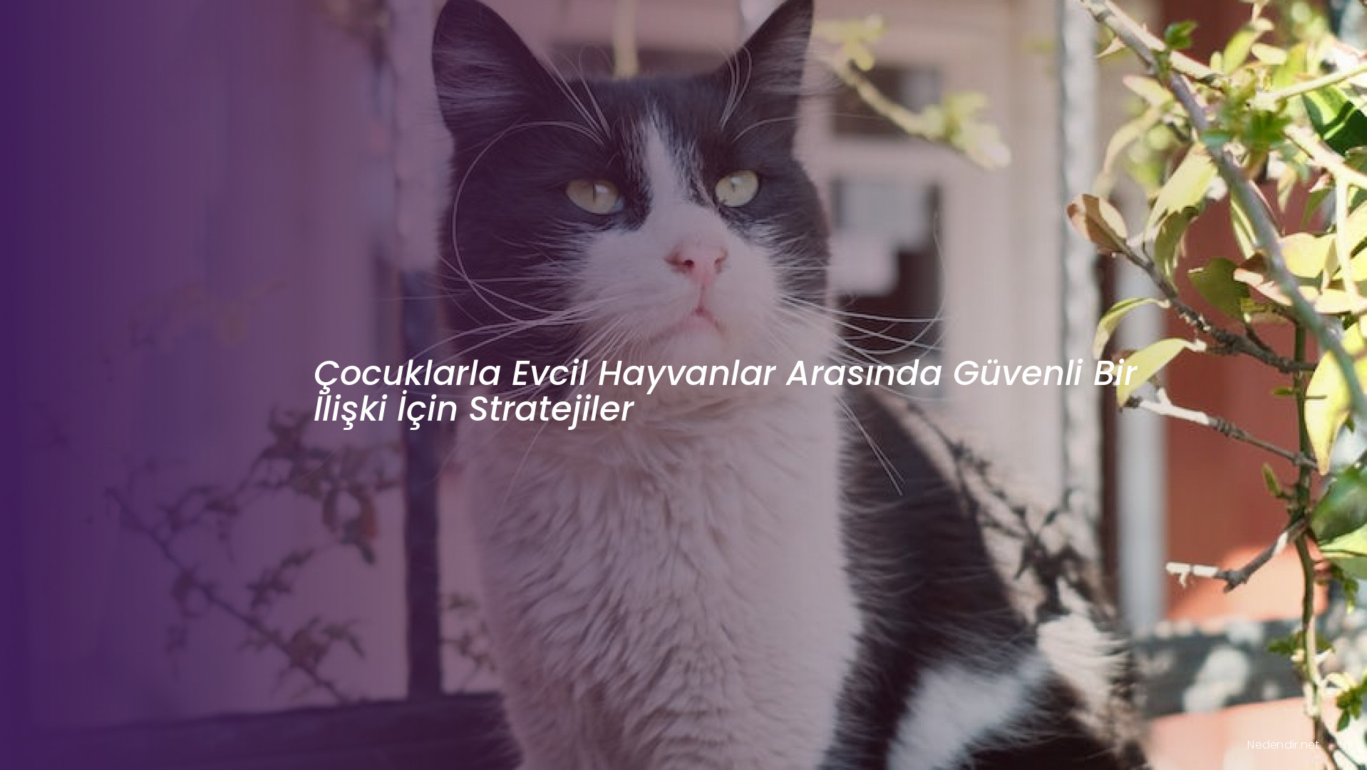 Çocuklarla Evcil Hayvanlar Arasında Güvenli Bir İlişki İçin Stratejiler