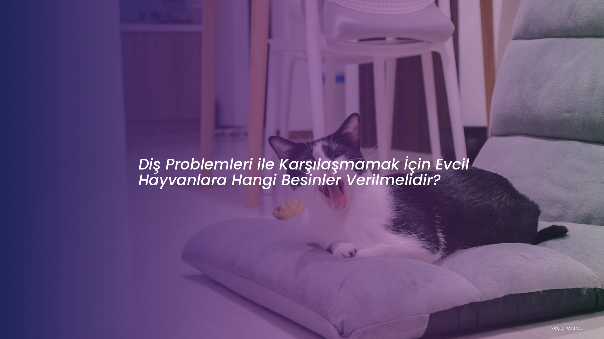 Diş Problemleri ile Karşılaşmamak İçin Evcil Hayvanlara Hangi Besinler Verilmelidir?