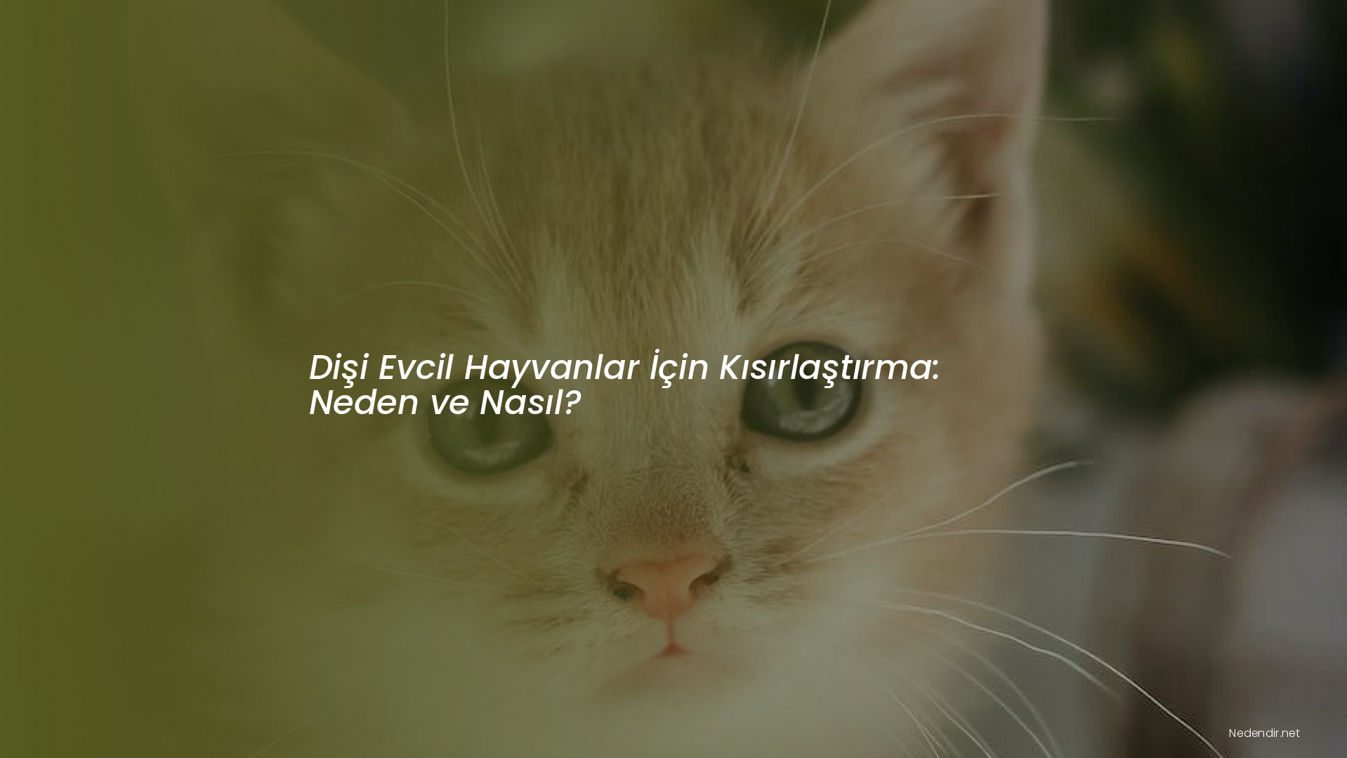 Dişi Evcil Hayvanlar İçin Kısırlaştırma: Neden ve Nasıl? Dişi Evcil Hayvanlar İçin Kısırlaştırma: Neden ve Nasıl?