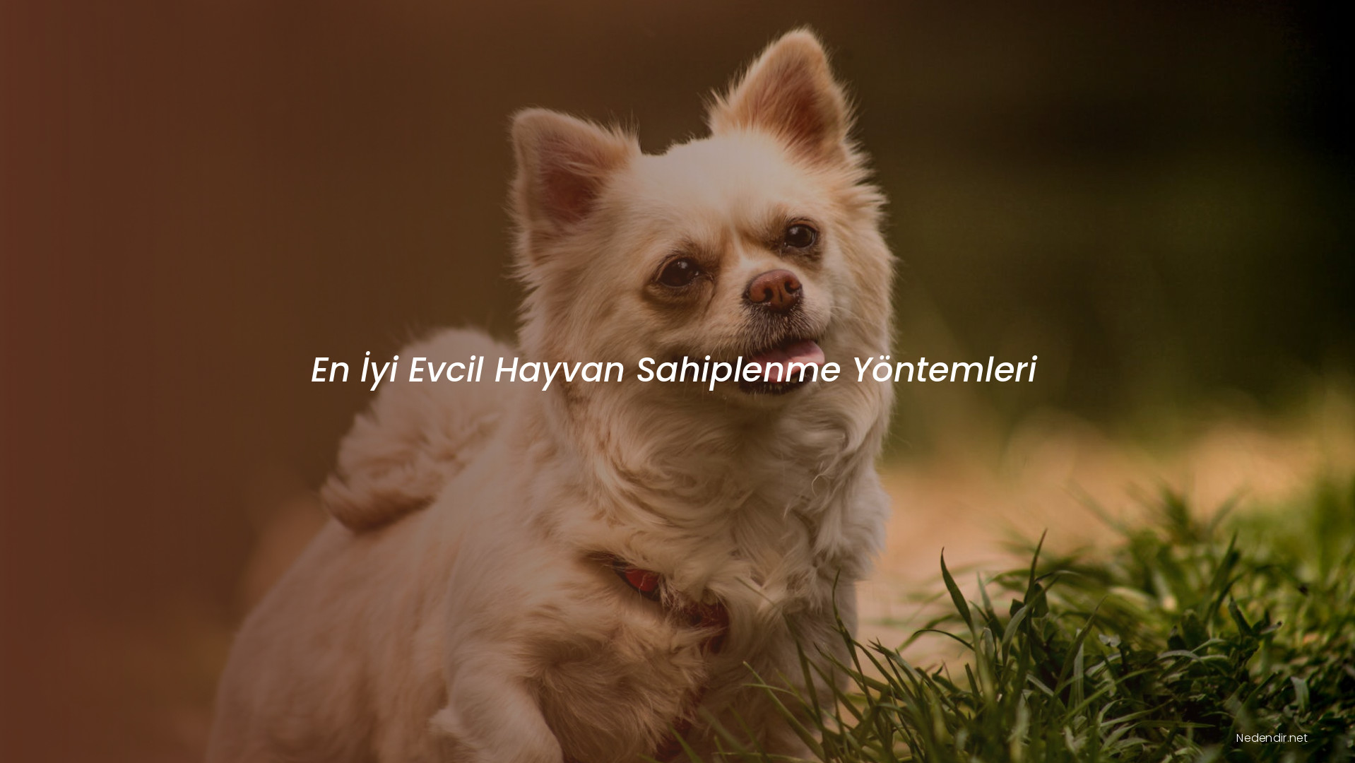 En İyi Evcil Hayvan Sahiplenme Yöntemleri