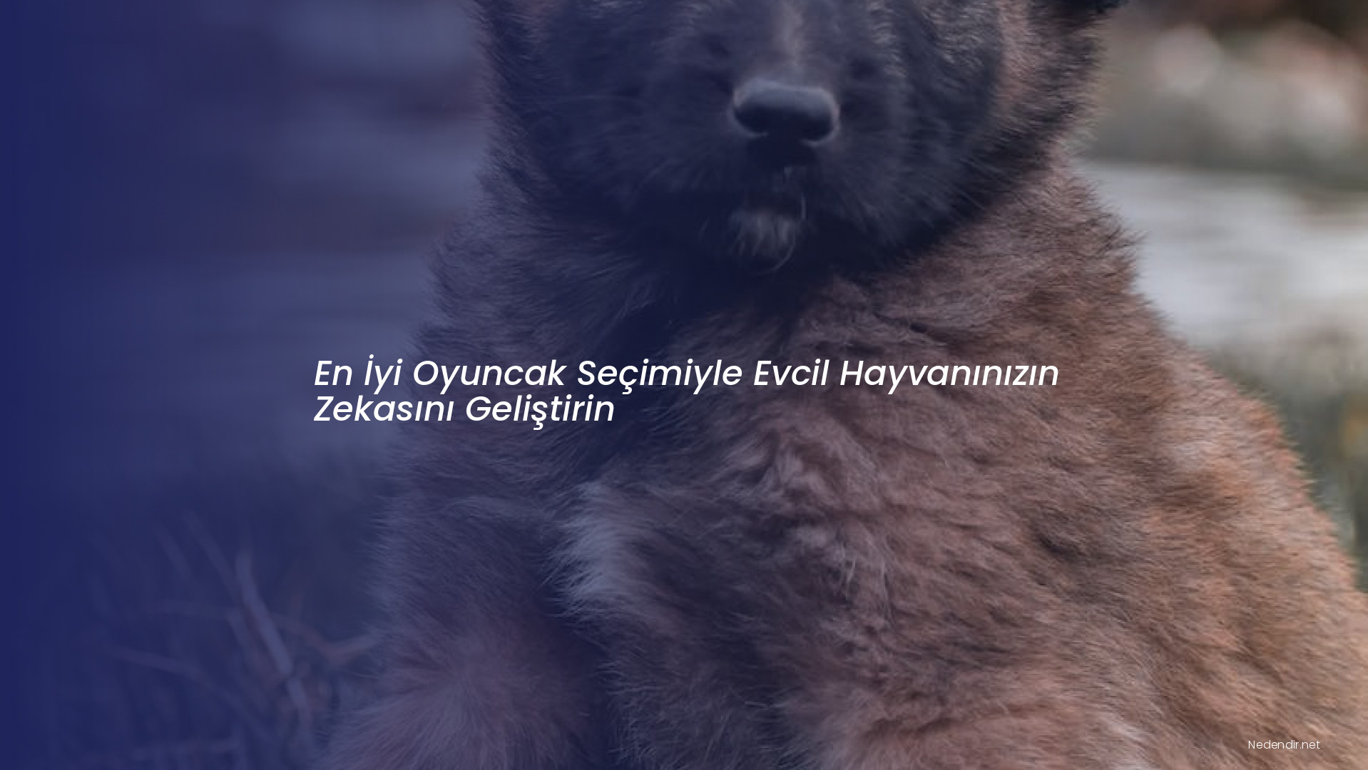 En İyi Oyuncak Seçimiyle Evcil Hayvanınızın Zekasını Geliştirin En İyi Oyuncak Seçimiyle Evcil Hayvanınızın Zekasını Geliştirin