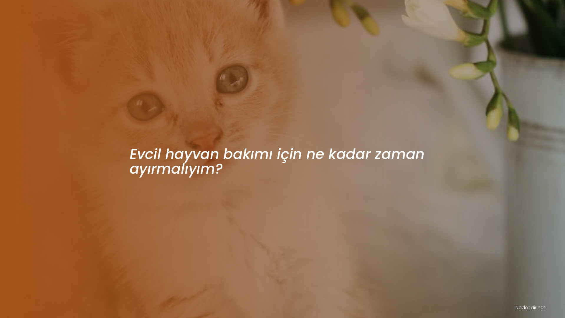 Evcil hayvan bakımı için ne kadar zaman ayırmalıyım?