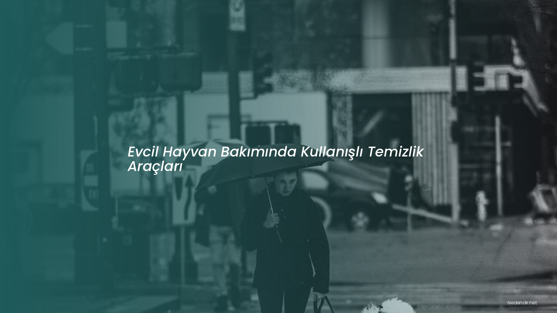 Evcil Hayvan Bakımında Kullanışlı Temizlik Araçları