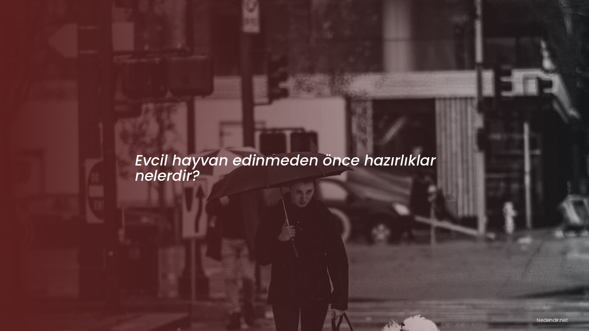 Evcil hayvan edinmeden önce hazırlıklar nelerdir?