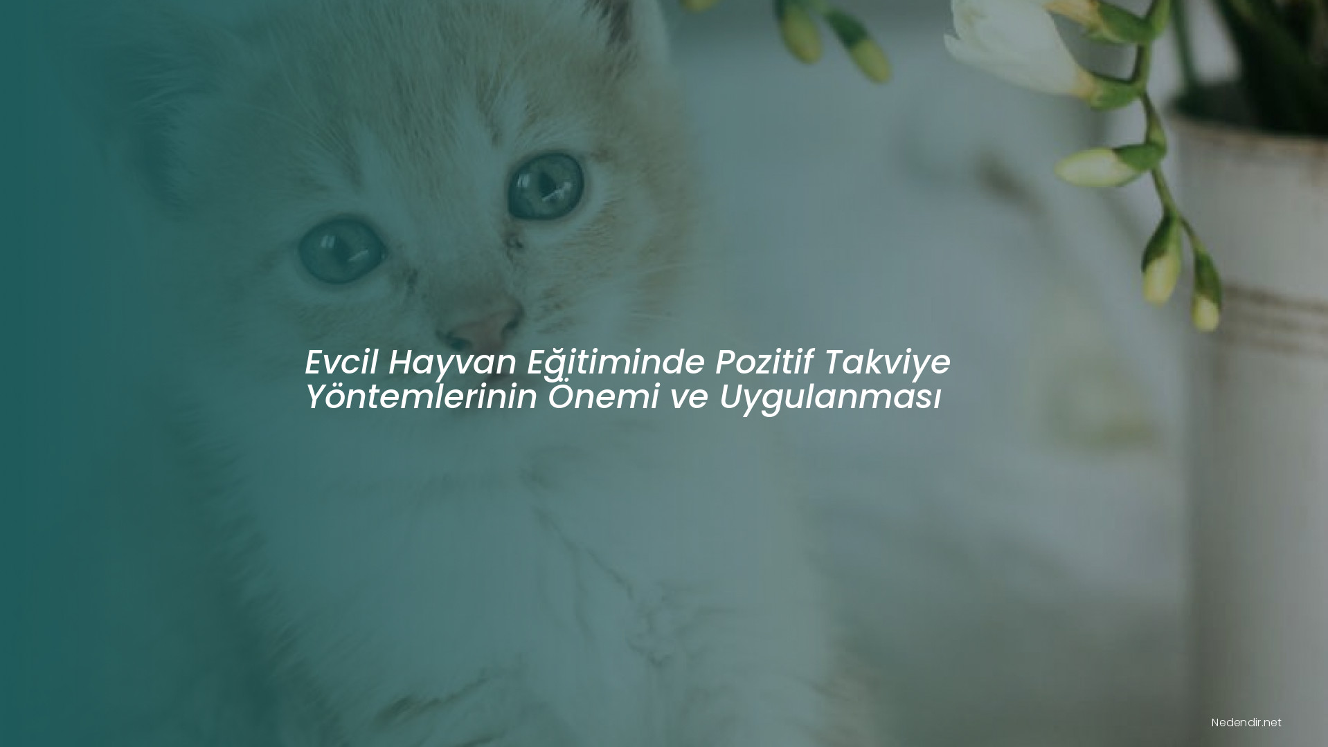 Evcil Hayvan Eğitiminde Pozitif Takviye Yöntemlerinin Önemi ve Uygulanması