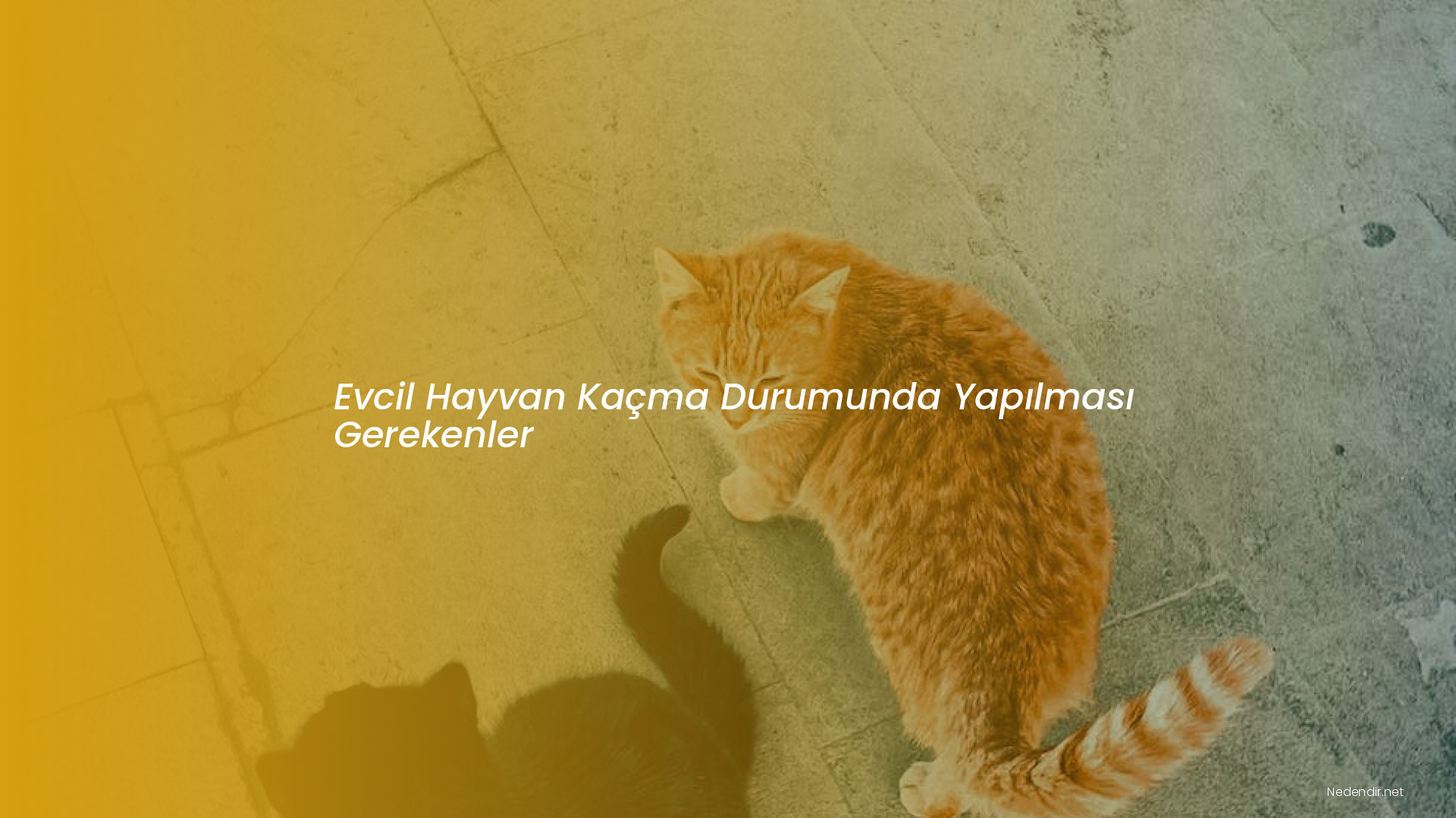 Evcil Hayvan Kaçma Durumunda Yapılması Gerekenler Evcil Hayvan Kaçma Durumunda Yapılması Gerekenler