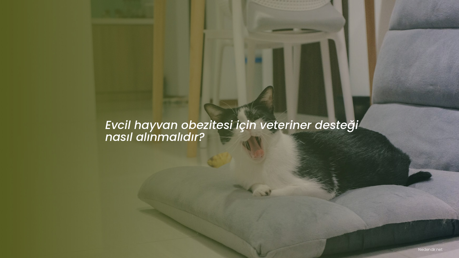Evcil hayvan obezitesi için veteriner desteği nasıl alınmalıdır?