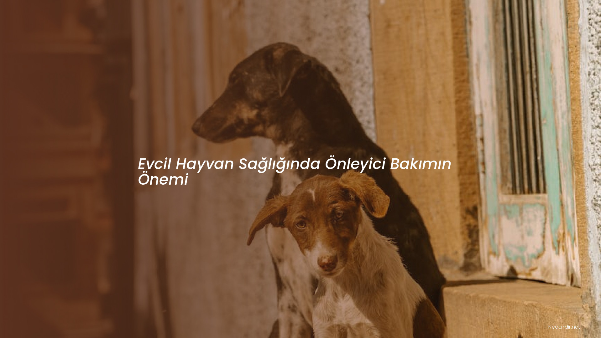 Evcil Hayvan Sağlığında Önleyici Bakımın Önemi
