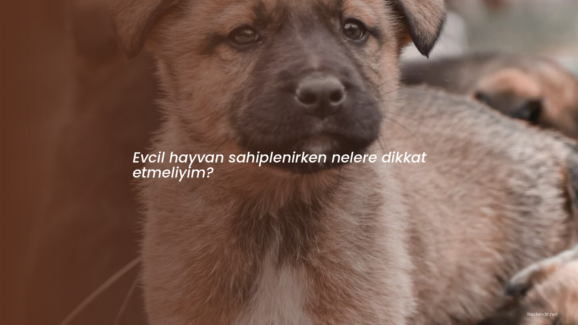 Evcil hayvan sahiplenirken nelere dikkat etmeliyim?