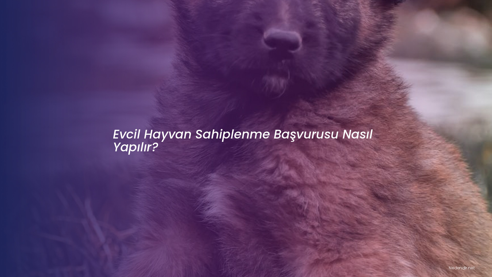 Evcil Hayvan Sahiplenme Başvurusu Nasıl Yapılır?