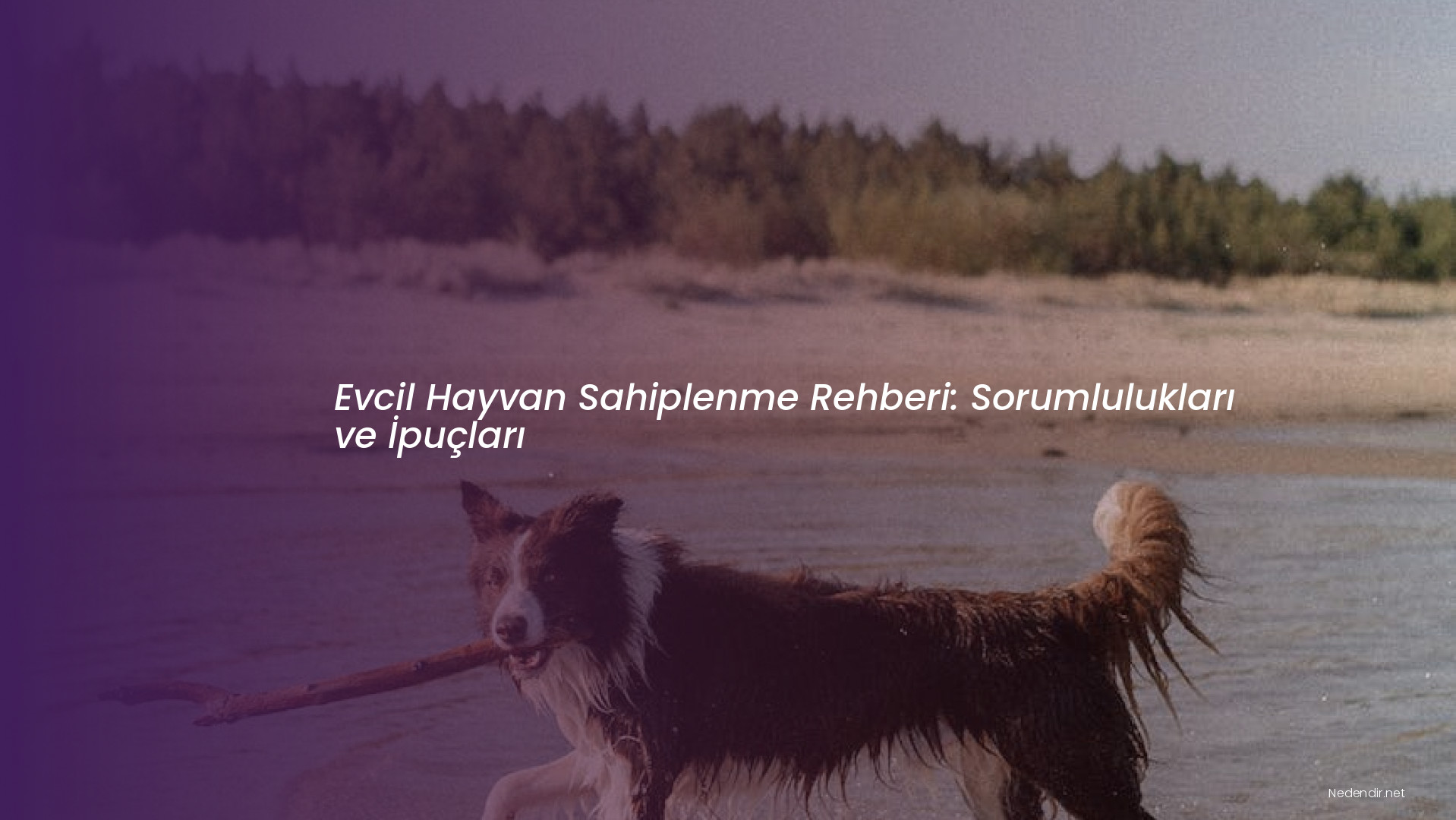 Evcil Hayvan Sahiplenme Rehberi: Sorumlulukları ve İpuçları