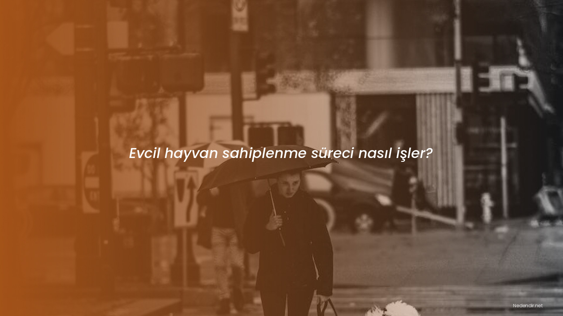 Evcil hayvan sahiplenme süreci nasıl işler?