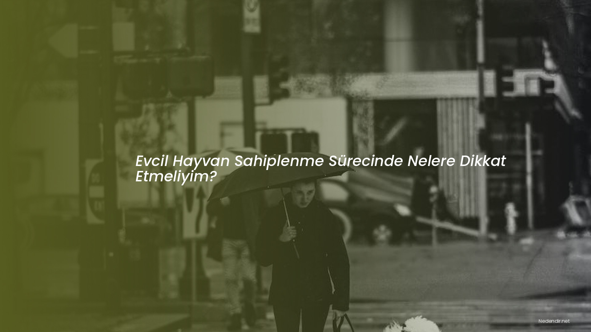 Evcil Hayvan Sahiplenme Sürecinde Nelere Dikkat Etmeliyim?
