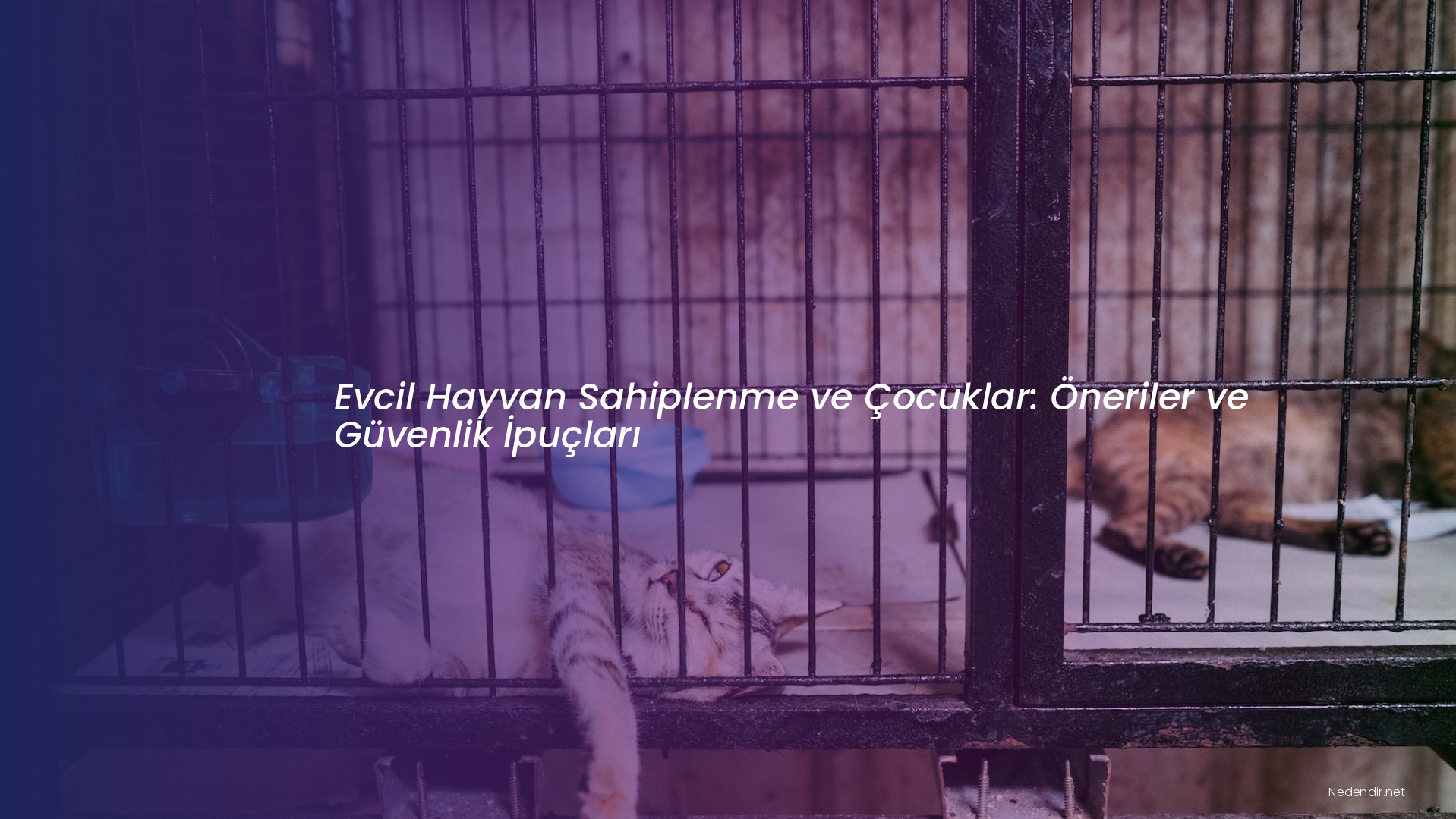 Evcil Hayvan Sahiplenme ve Çocuklar: Öneriler ve Güvenlik İpuçları