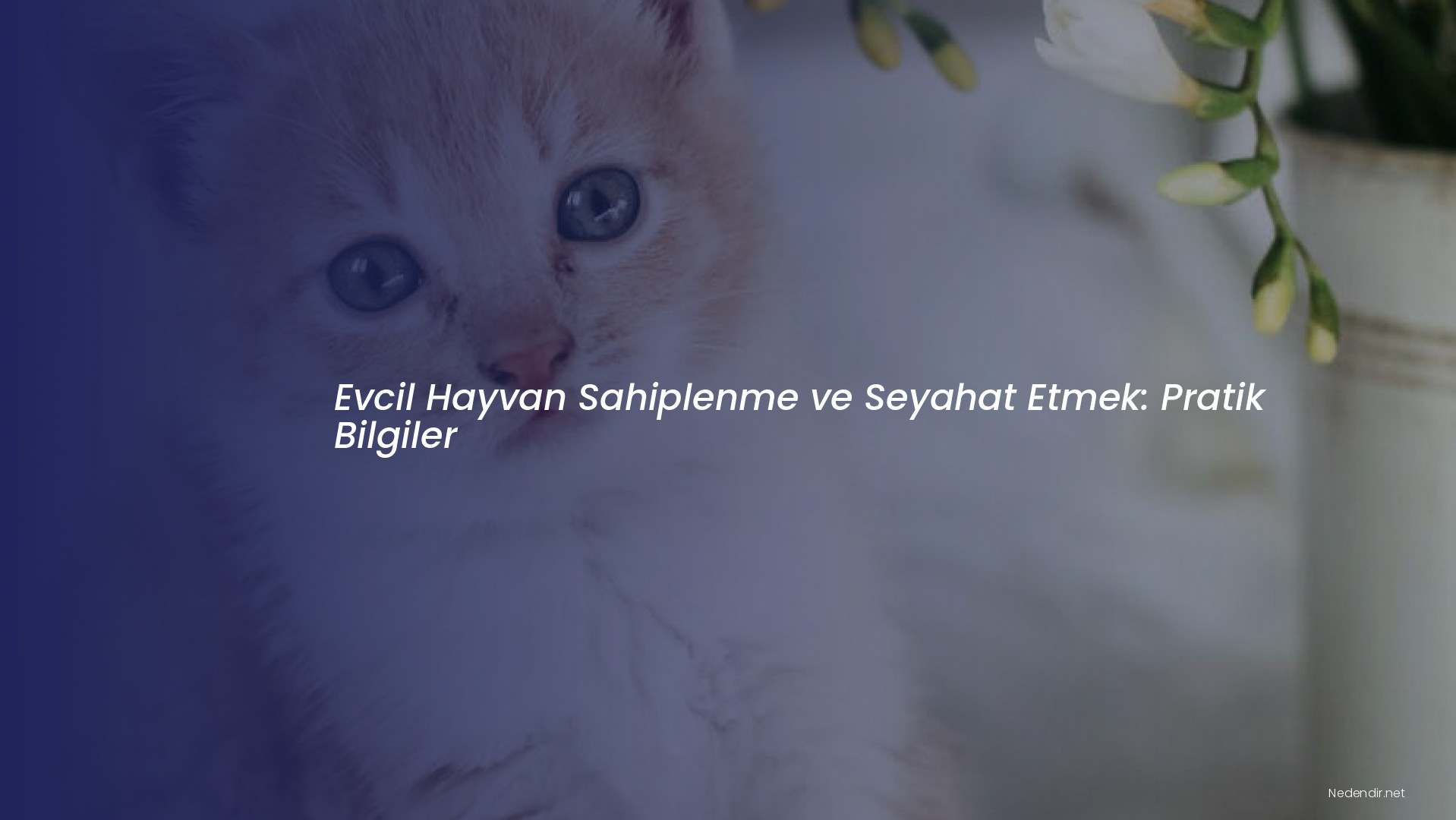 Evcil Hayvan Sahiplenme ve Seyahat Etmek: Pratik Bilgiler