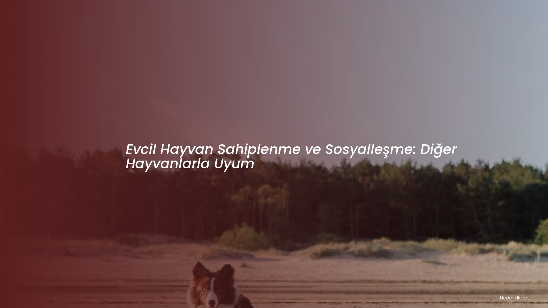 Evcil Hayvan Sahiplenme ve Sosyalleşme: Diğer Hayvanlarla Uyum