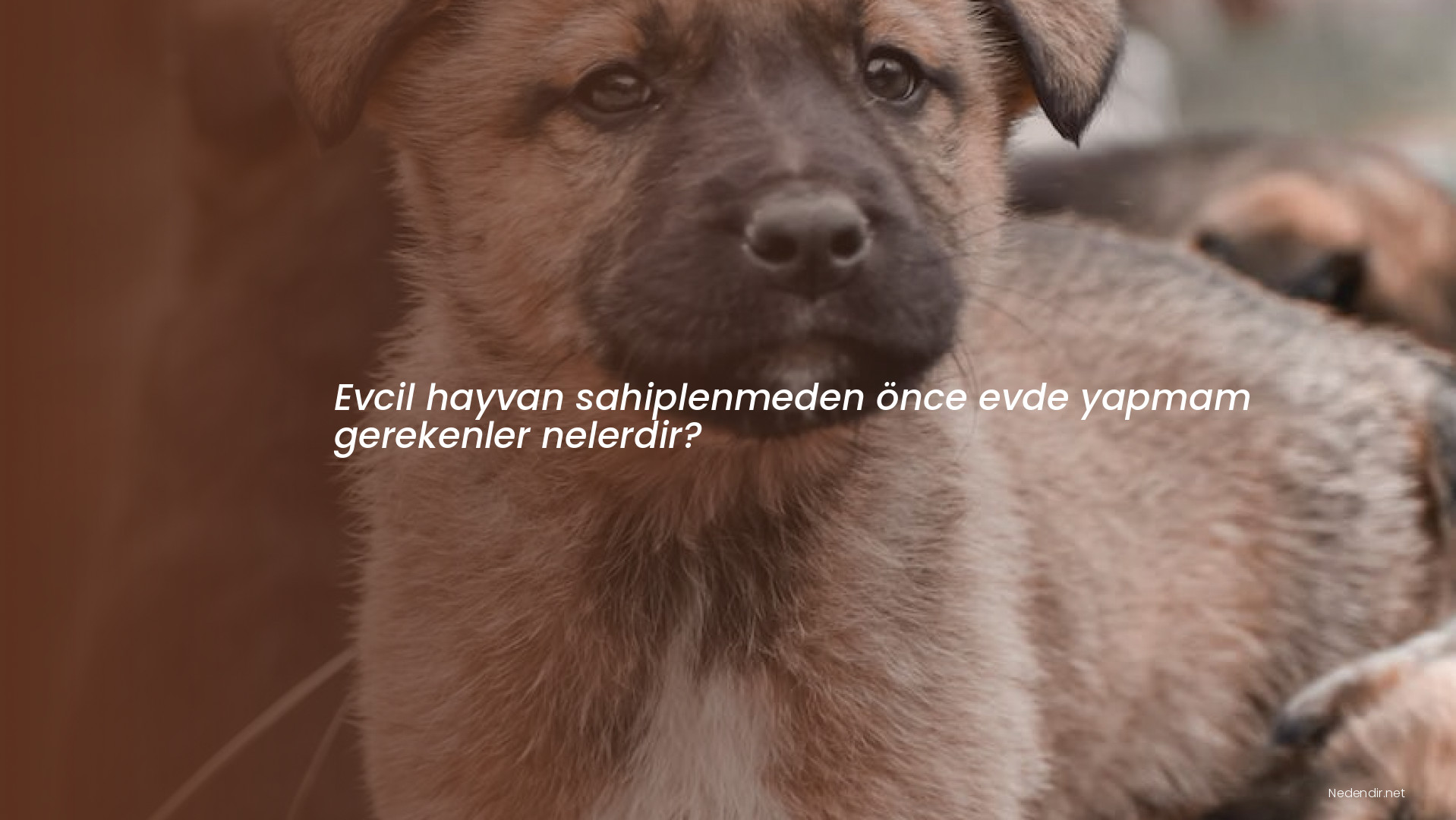 Evcil hayvan sahiplenmeden önce evde yapmam gerekenler nelerdir?