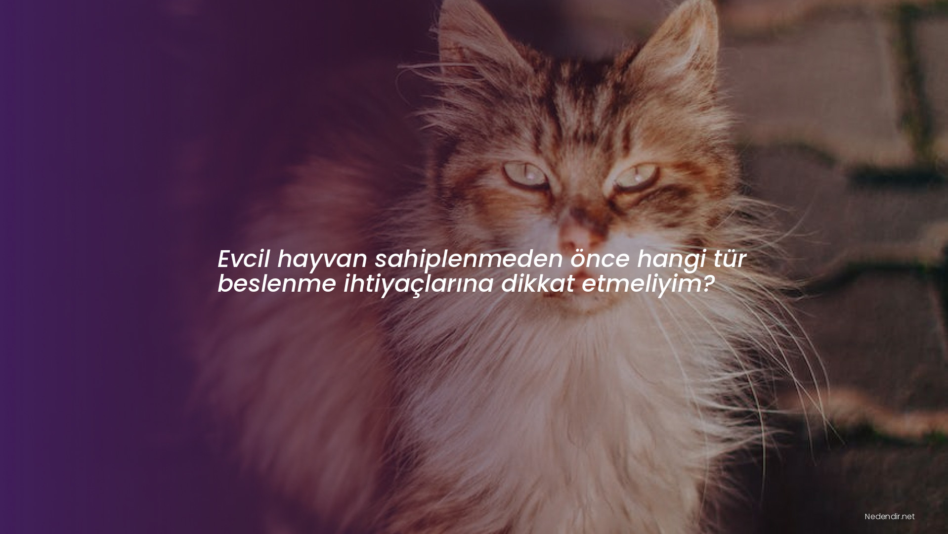 Evcil hayvan sahiplenmeden önce hangi tür beslenme ihtiyaçlarına dikkat etmeliyim?