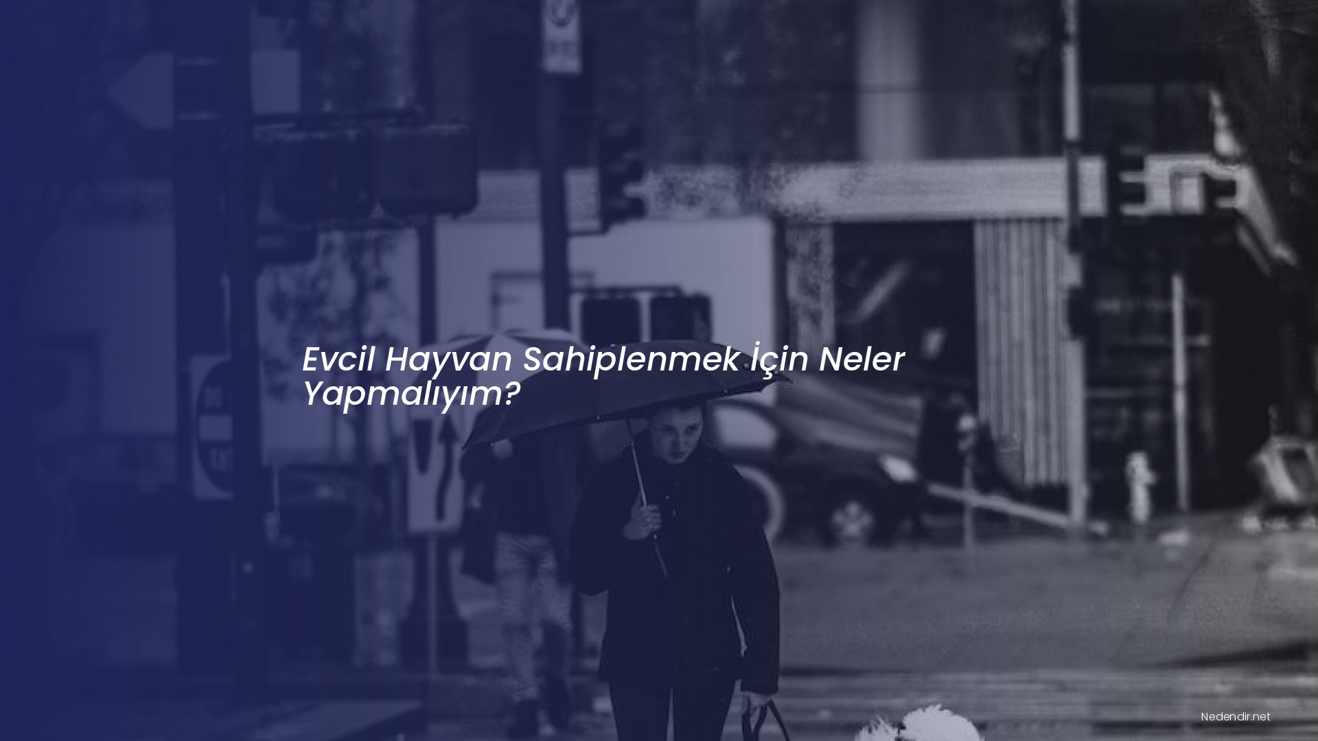 Evcil Hayvan Sahiplenmek İçin Neler Yapmalıyım?