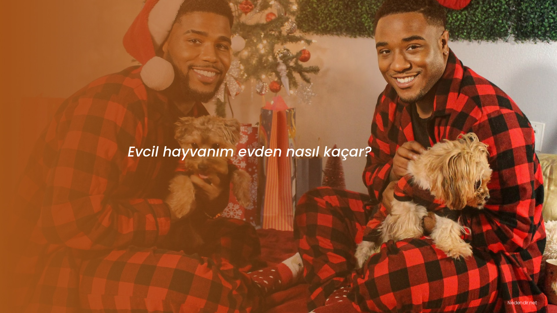 Evcil hayvanım evden nasıl kaçar? Evcil hayvanım evden nasıl kaçar?