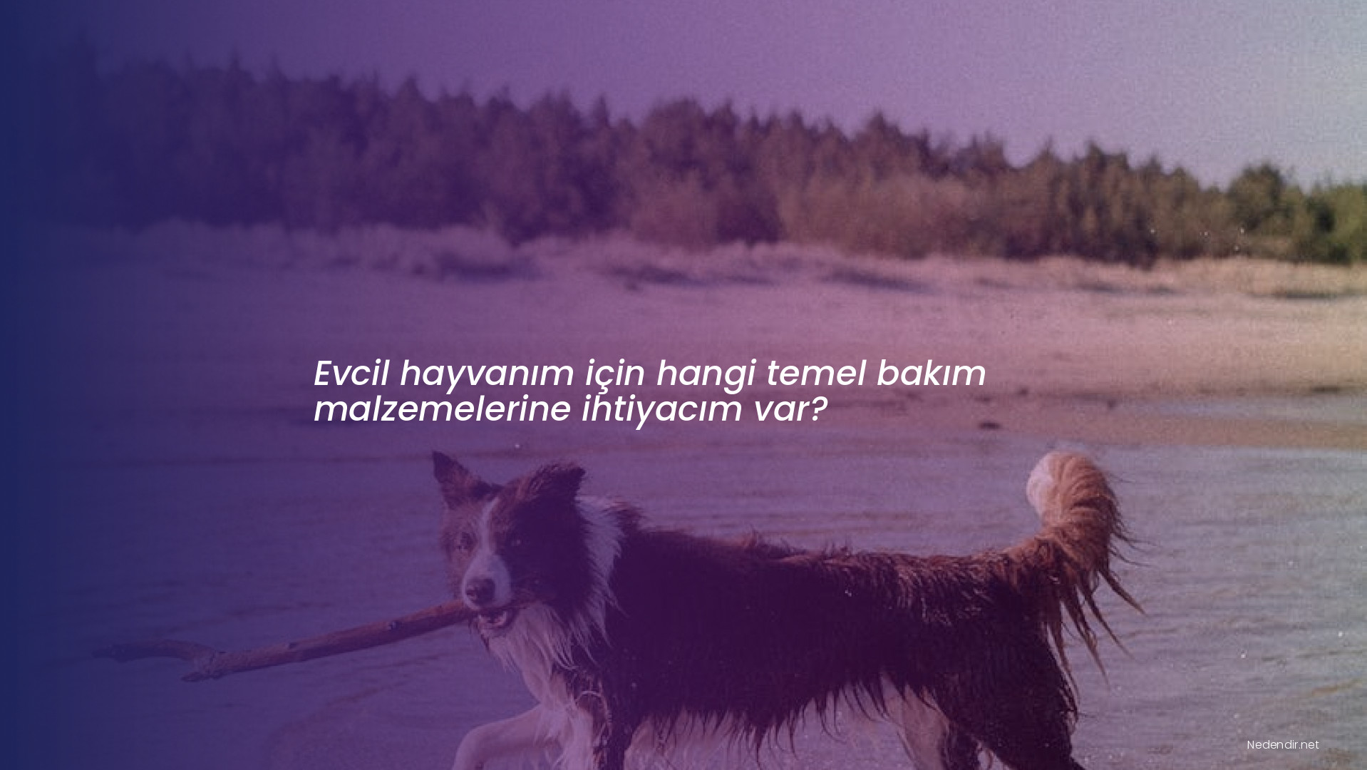 Evcil hayvanım için hangi temel bakım malzemelerine ihtiyacım var?