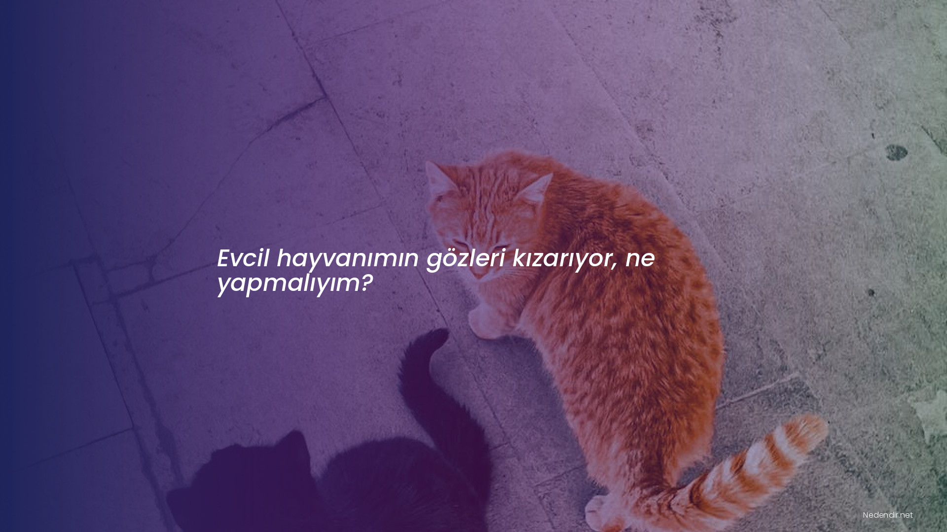 Evcil hayvanımın gözleri kızarıyor, ne yapmalıyım?