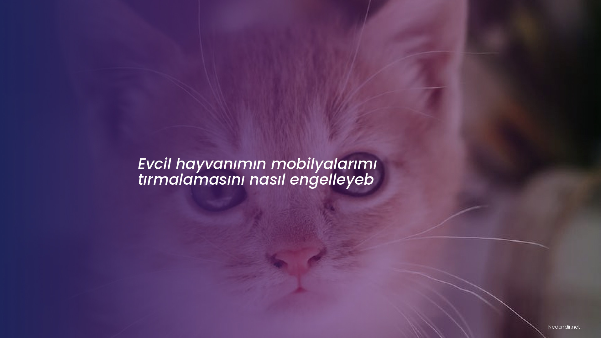 Evcil hayvanımın mobilyalarımı tırmalamasını nasıl engelleyeb Evcil hayvanımın mobilyalarımı tırmalamasını nasıl engelleyeb