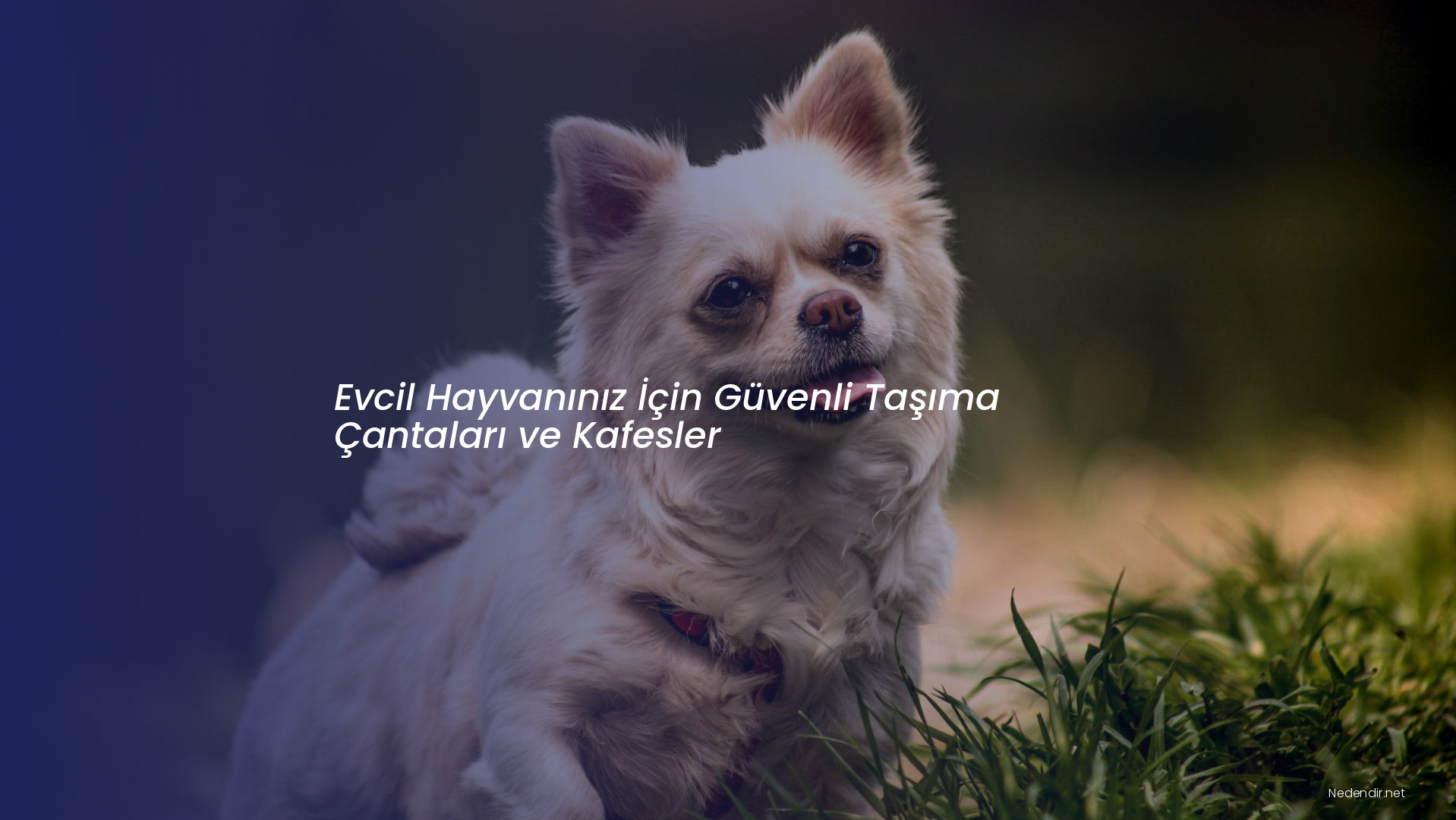 Evcil Hayvanınız İçin Güvenli Taşıma Çantaları ve Kafesler