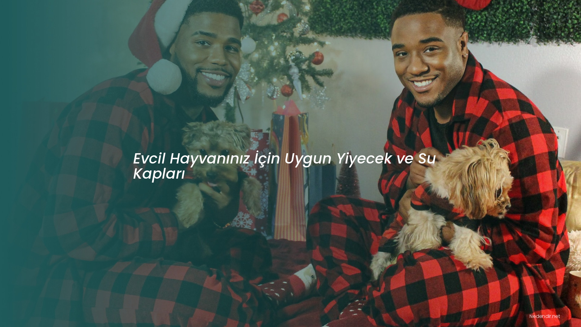 Evcil Hayvanınız İçin Uygun Yiyecek ve Su Kapları