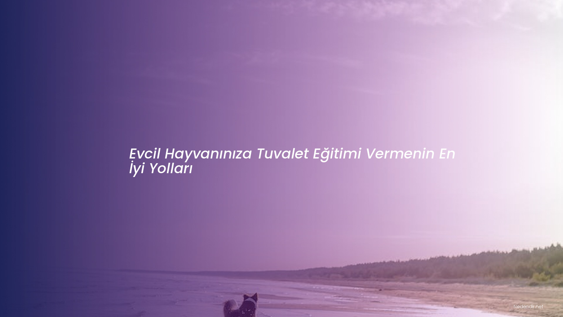 Evcil Hayvanınıza Tuvalet Eğitimi Vermenin En İyi Yolları