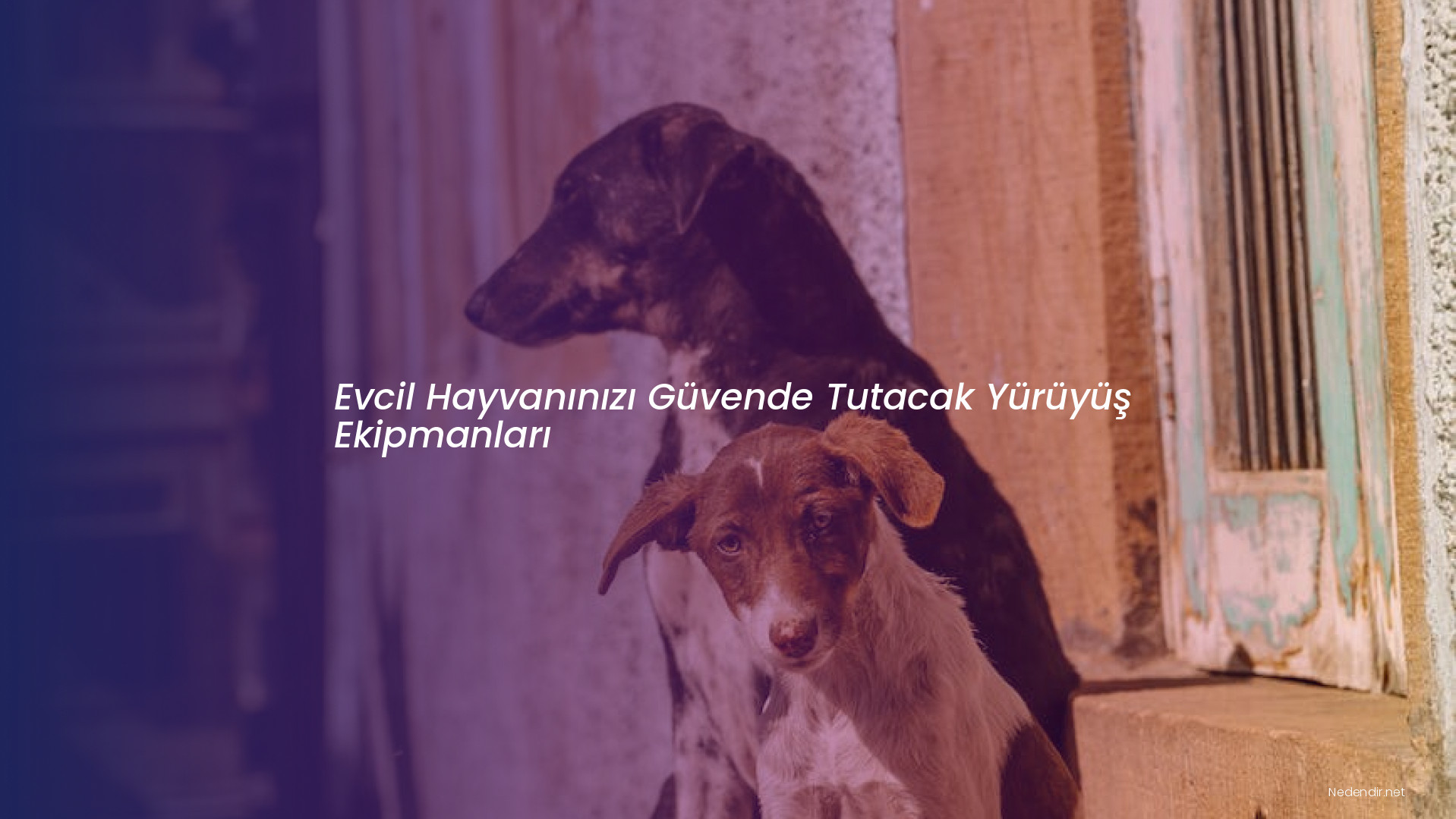 Evcil Hayvanınızı Güvende Tutacak Yürüyüş Ekipmanları