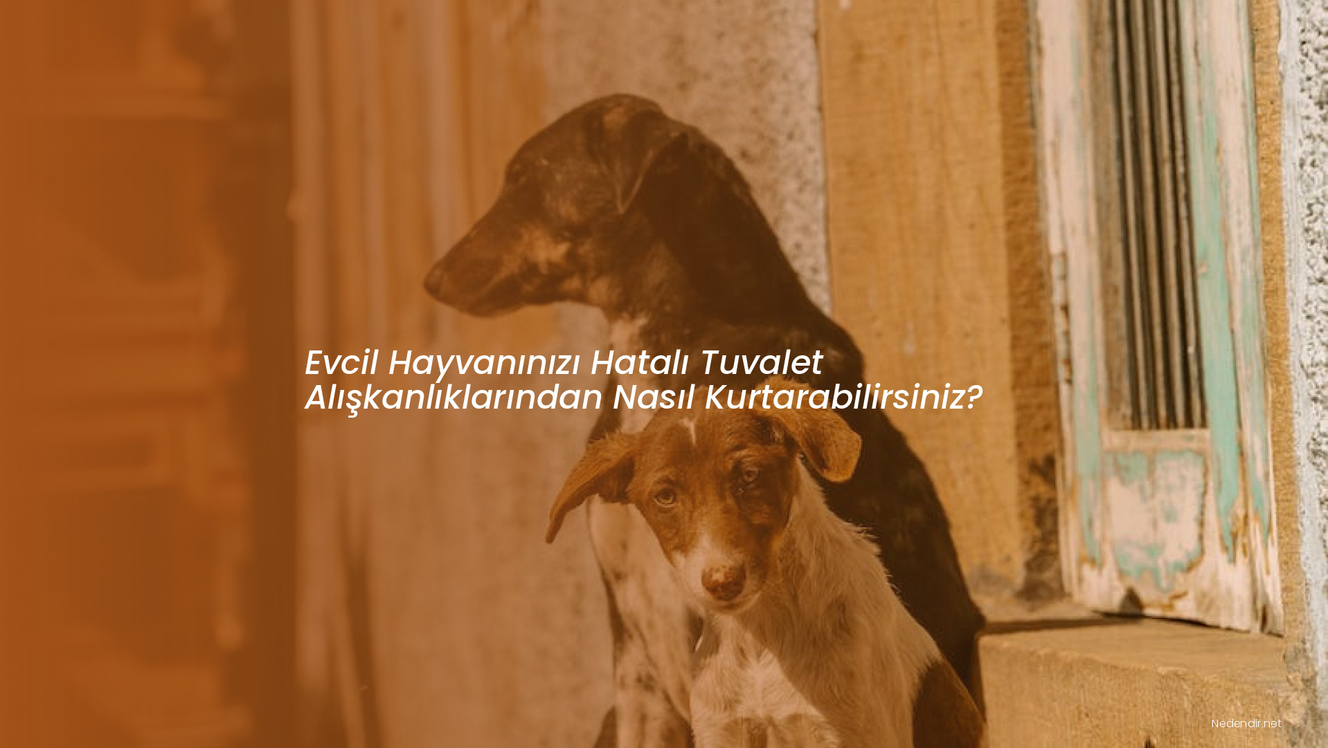 Evcil Hayvanınızı Hatalı Tuvalet Alışkanlıklarından Nasıl Kurtarabilirsiniz?