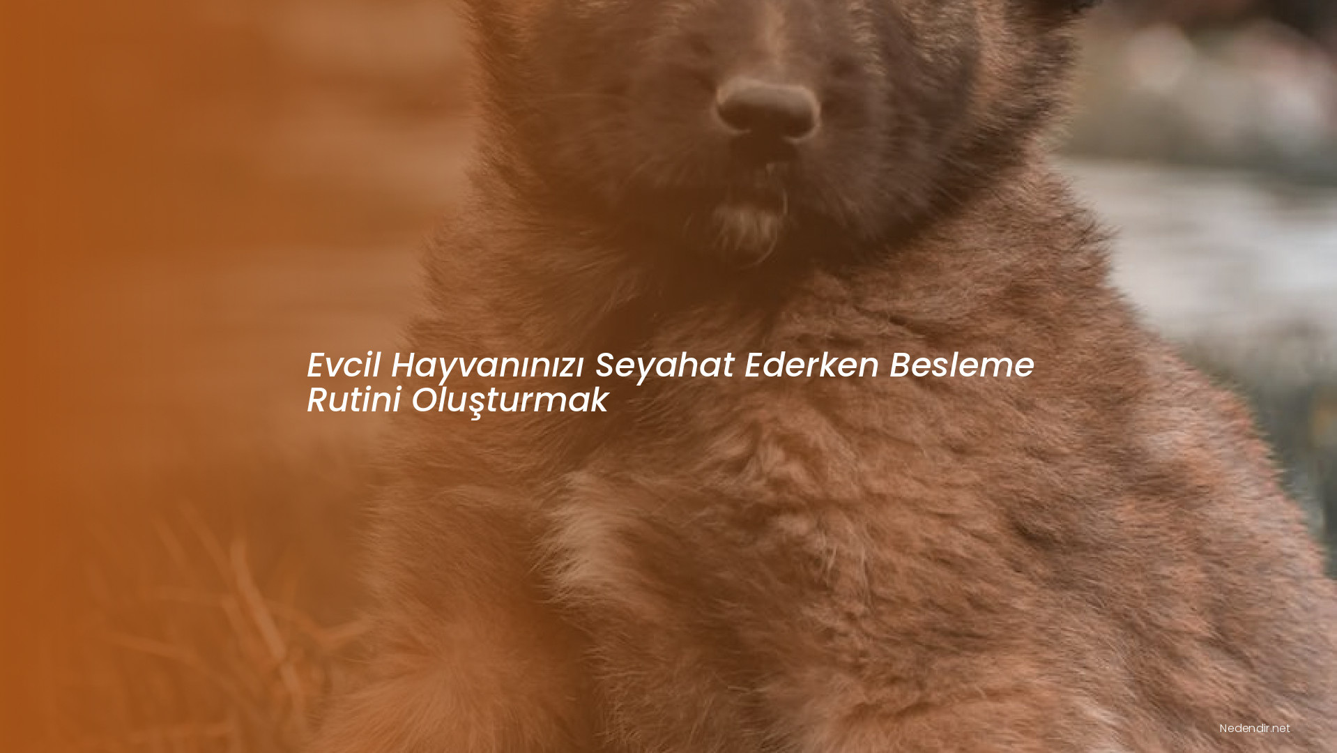 Evcil Hayvanınızı Seyahat Ederken Besleme Rutini Oluşturmak Evcil Hayvanınızı Seyahat Ederken Besleme Rutini Oluşturmak
