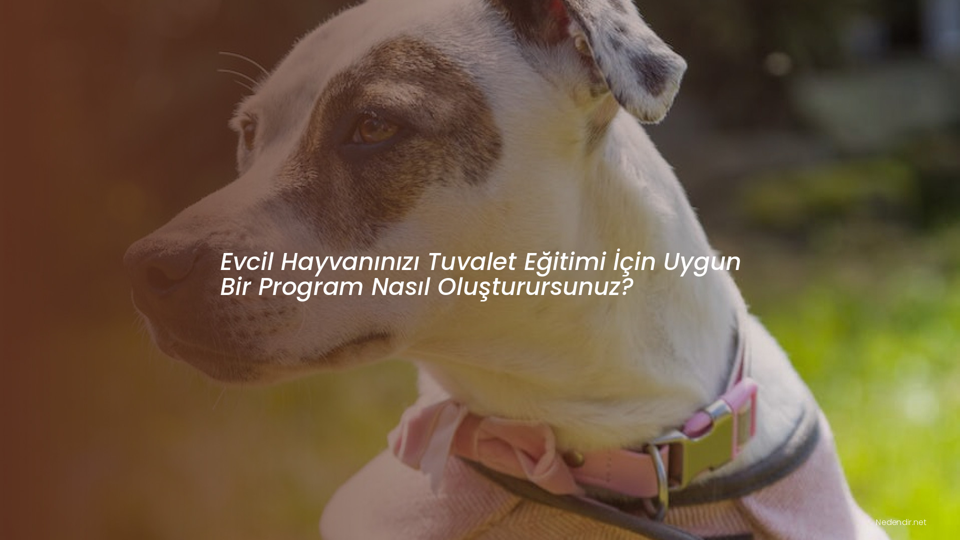Evcil Hayvanınızı Tuvalet Eğitimi İçin Uygun Bir Program Nasıl Oluşturursunuz?