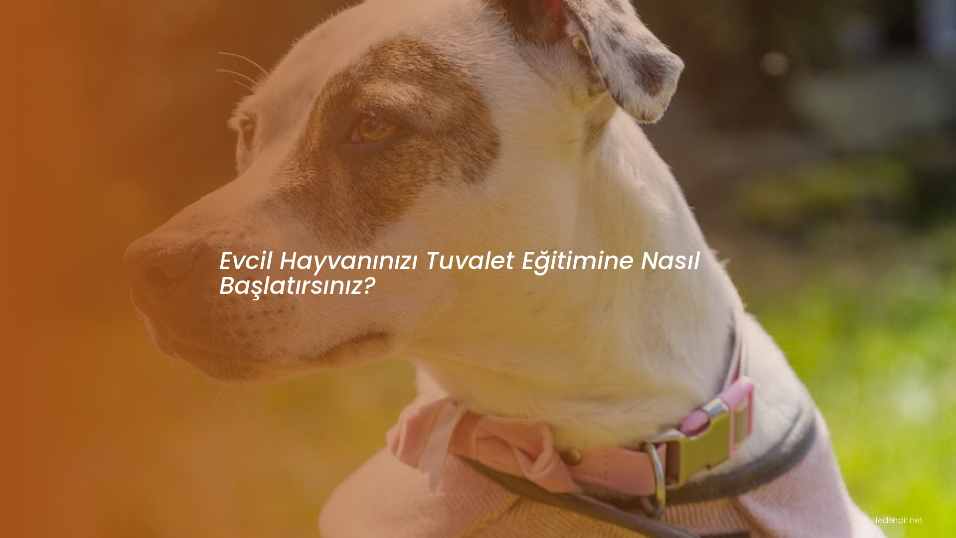 Evcil Hayvanınızı Tuvalet Eğitimine Nasıl Başlatırsınız?
