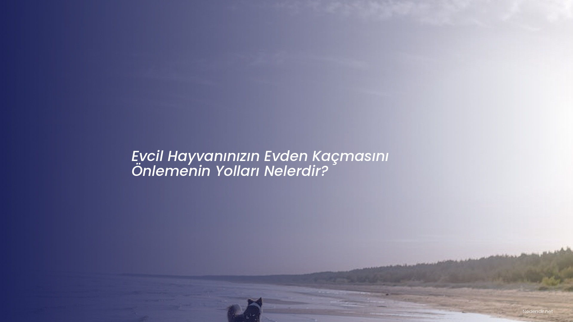 Evcil Hayvanınızın Evden Kaçmasını Önlemenin Yolları Nelerdir? Evcil Hayvanınızın Evden Kaçmasını Önlemenin Yolları Nelerdir?