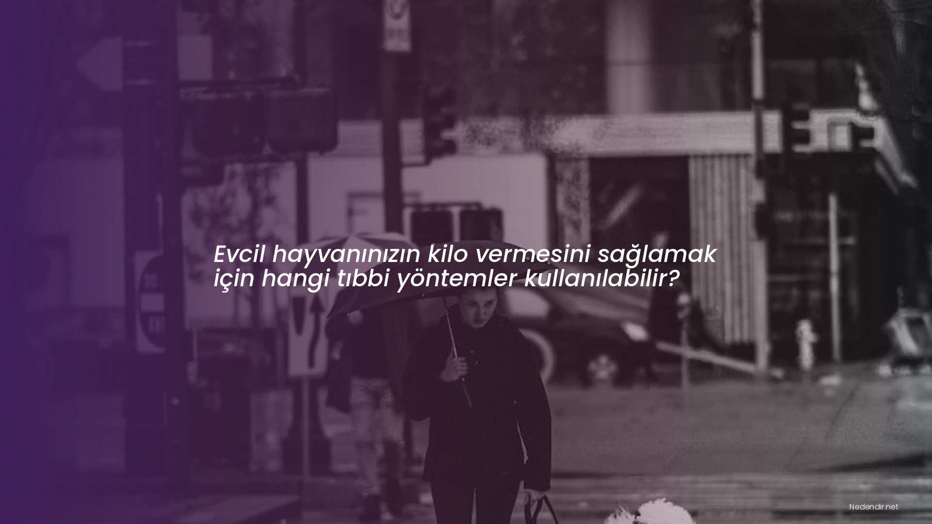 Evcil hayvanınızın kilo vermesini sağlamak için hangi tıbbi yöntemler kullanılabilir?