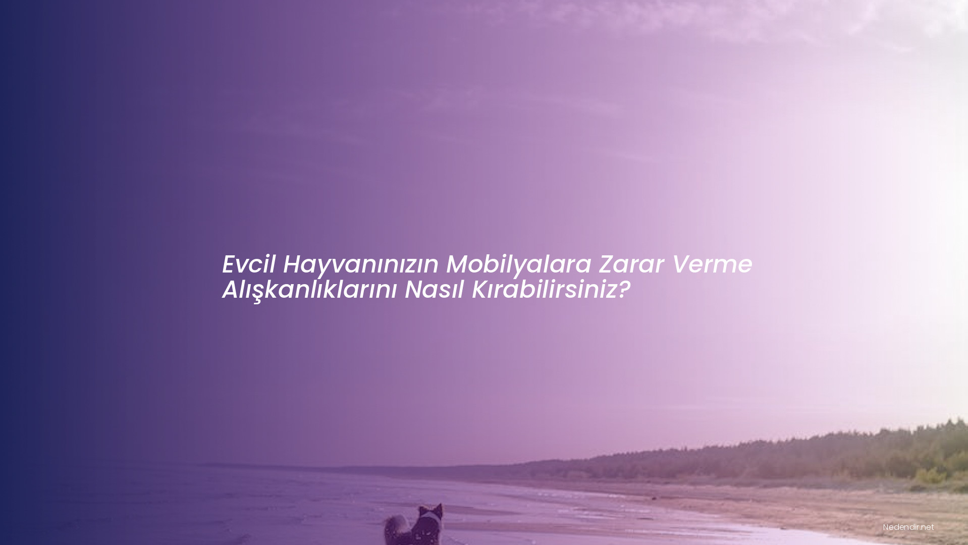 Evcil Hayvanınızın Mobilyalara Zarar Verme Alışkanlıklarını Nasıl Kırabilirsiniz? Evcil Hayvanınızın Mobilyalara Zarar Verme Alışkanlıklarını Nasıl Kırabilirsiniz?