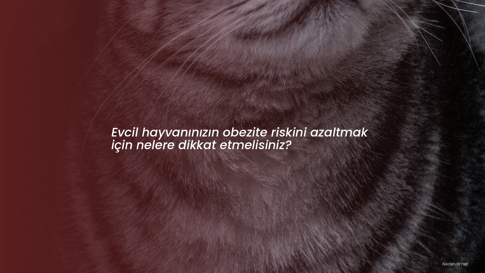 Evcil hayvanınızın obezite riskini azaltmak için nelere dikkat etmelisiniz?