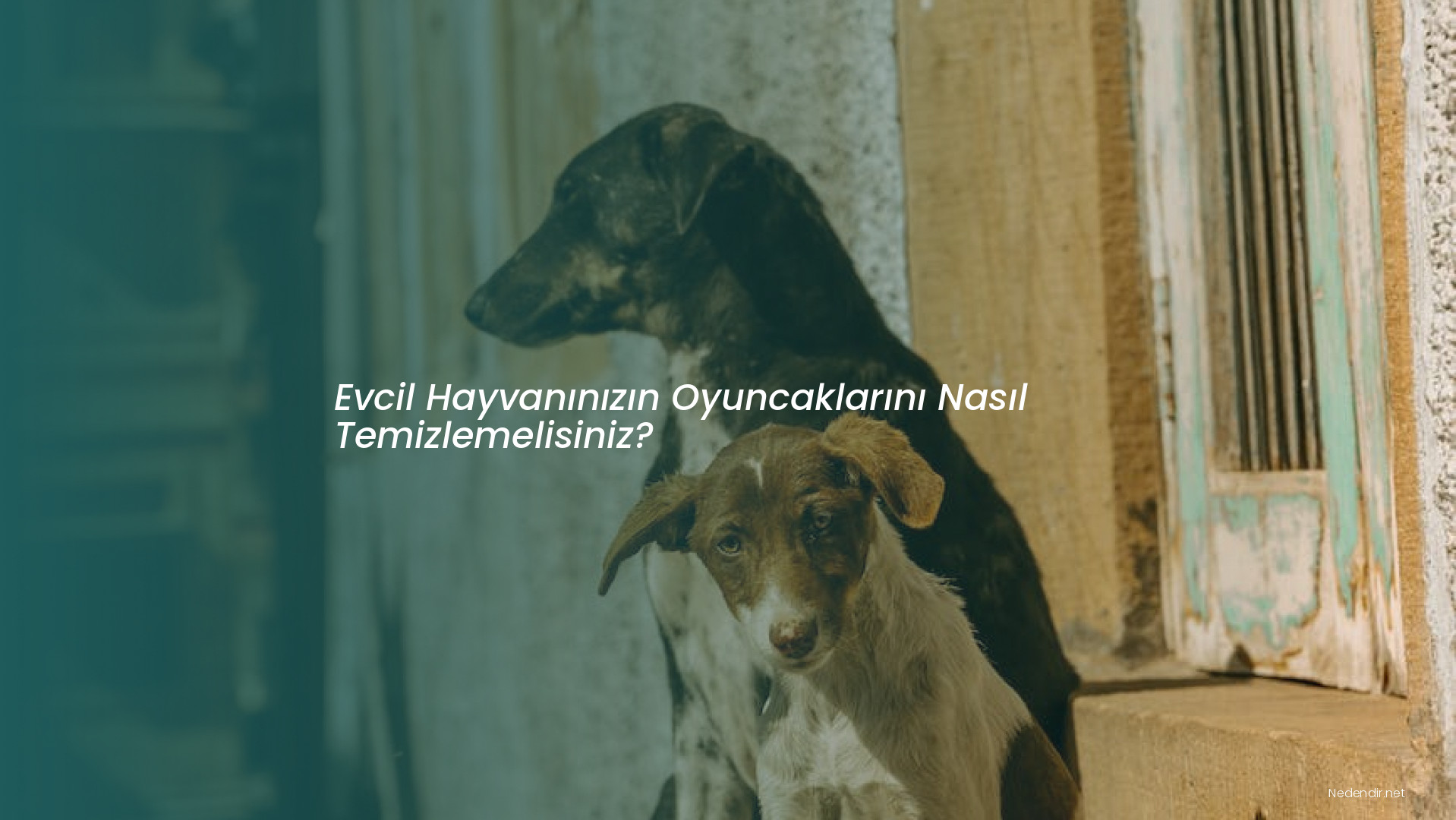 Evcil Hayvanınızın Oyuncaklarını Nasıl Temizlemelisiniz? Evcil Hayvanınızın Oyuncaklarını Nasıl Temizlemelisiniz?