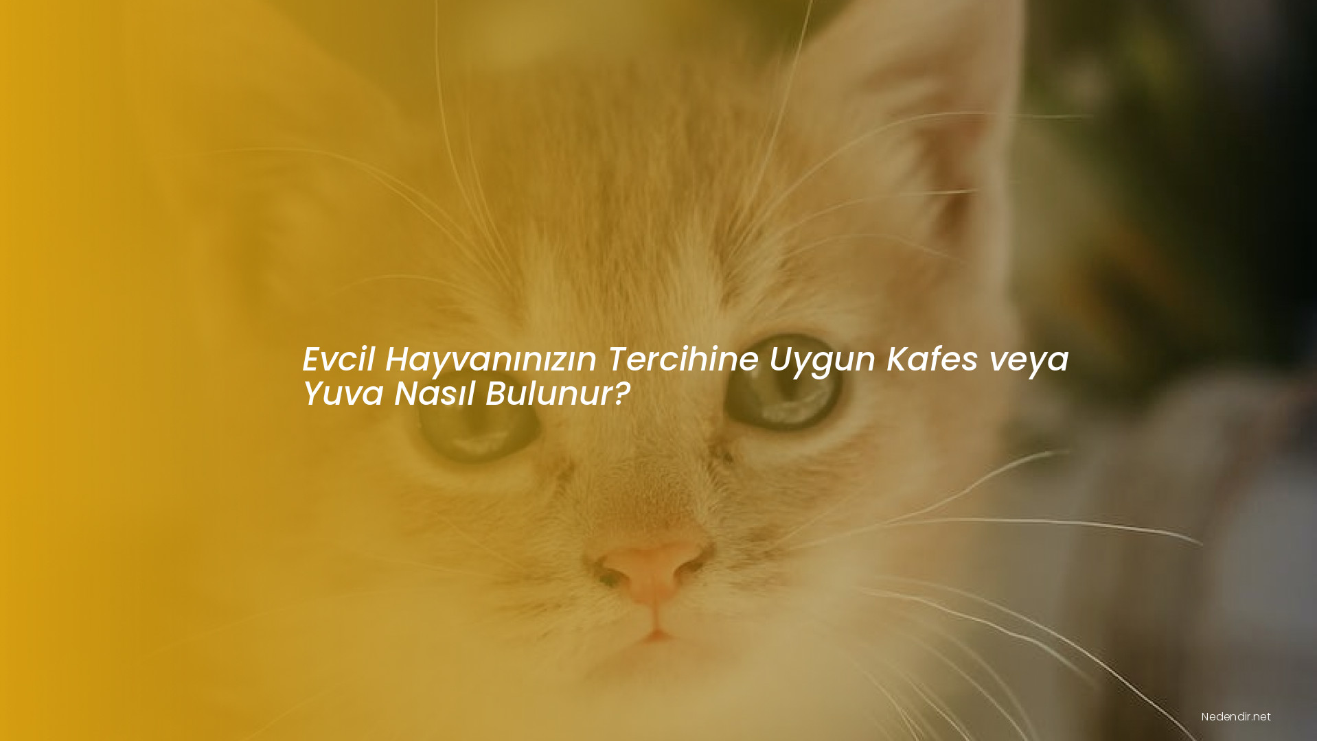 Evcil Hayvanınızın Tercihine Uygun Kafes veya Yuva Nasıl Bulunur?