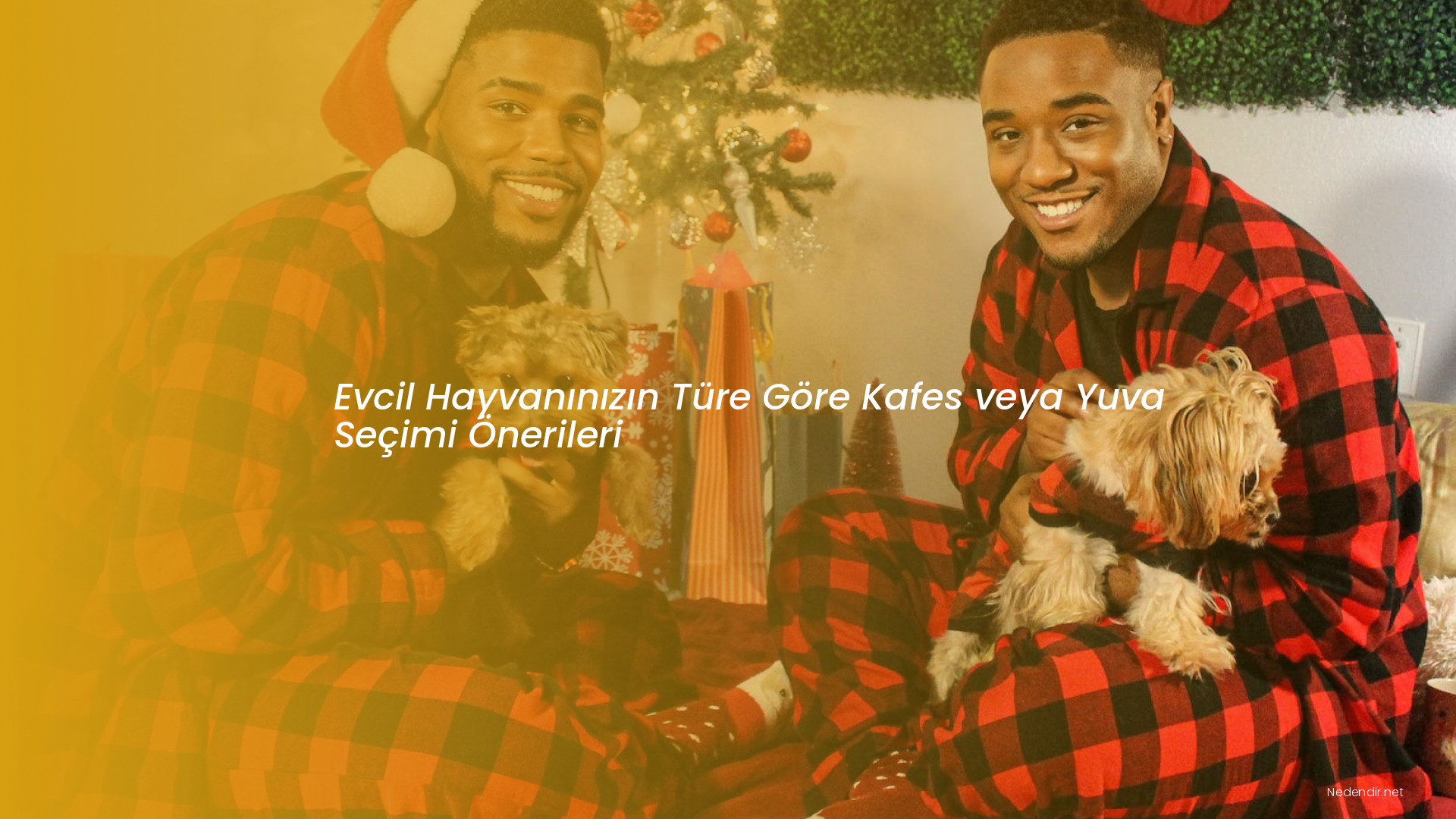 Evcil Hayvanınızın Türe Göre Kafes veya Yuva Seçimi Önerileri