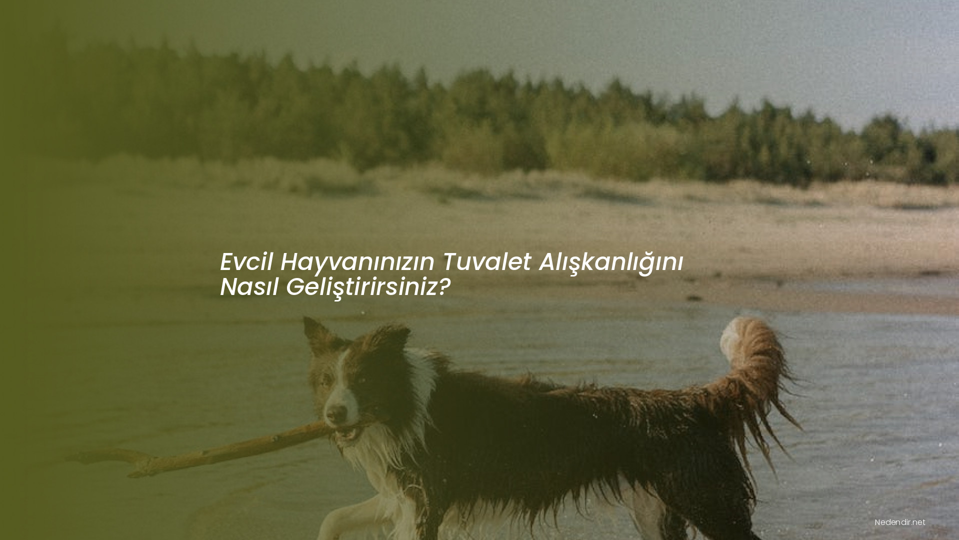 Evcil Hayvanınızın Tuvalet Alışkanlığını Nasıl Geliştirirsiniz?