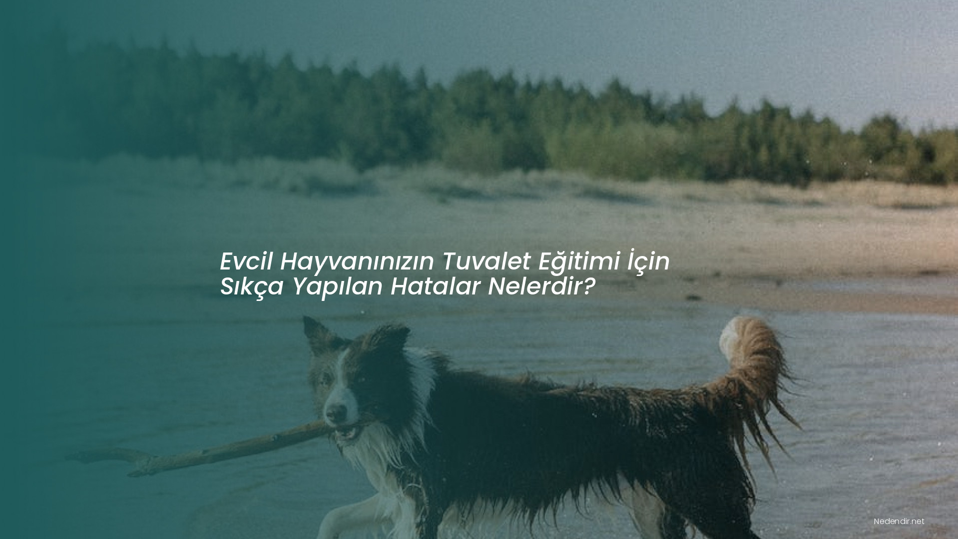 Evcil Hayvanınızın Tuvalet Eğitimi İçin Sıkça Yapılan Hatalar Nelerdir?