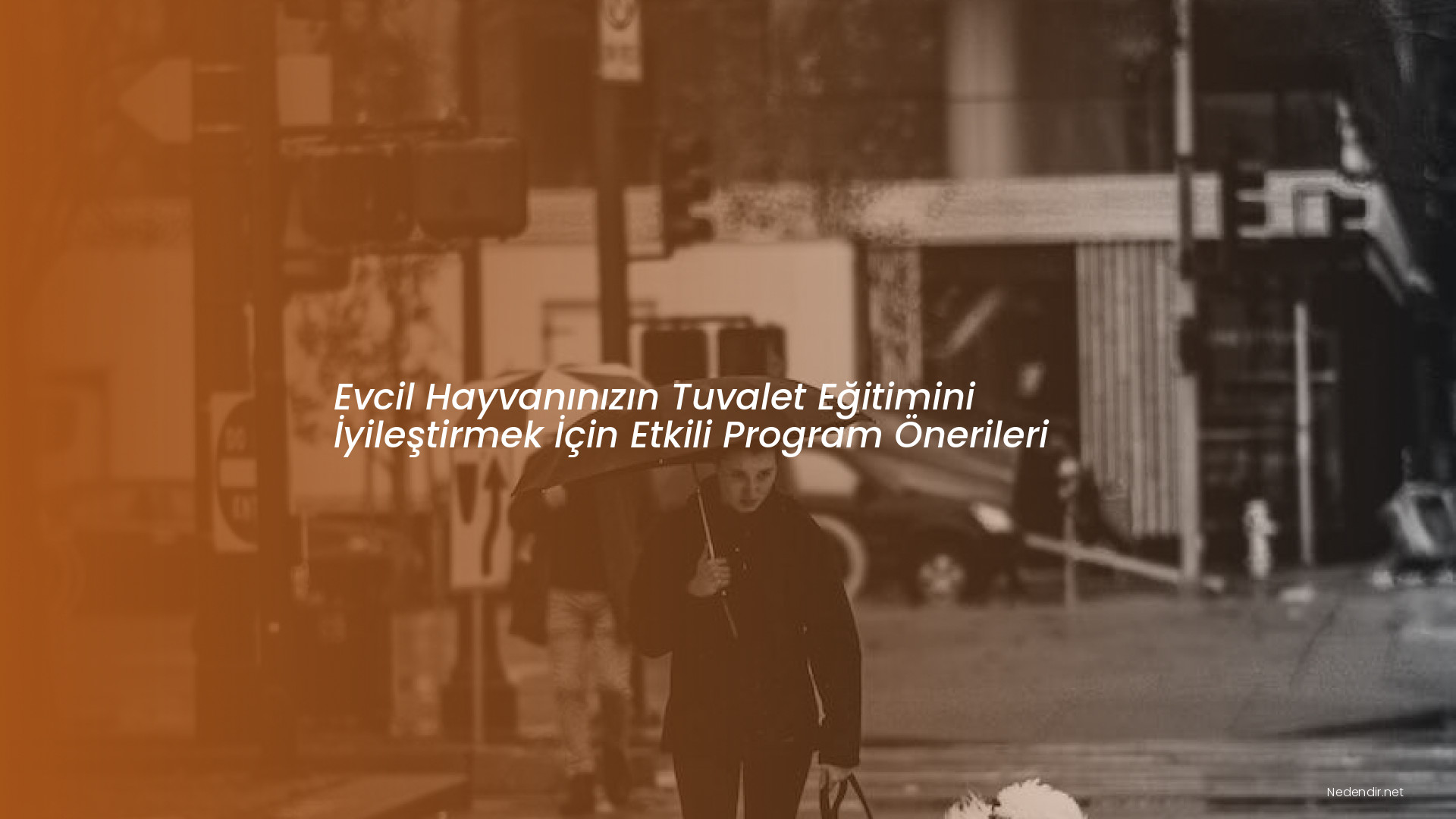 Evcil Hayvanınızın Tuvalet Eğitimini İyileştirmek İçin Etkili Program Önerileri